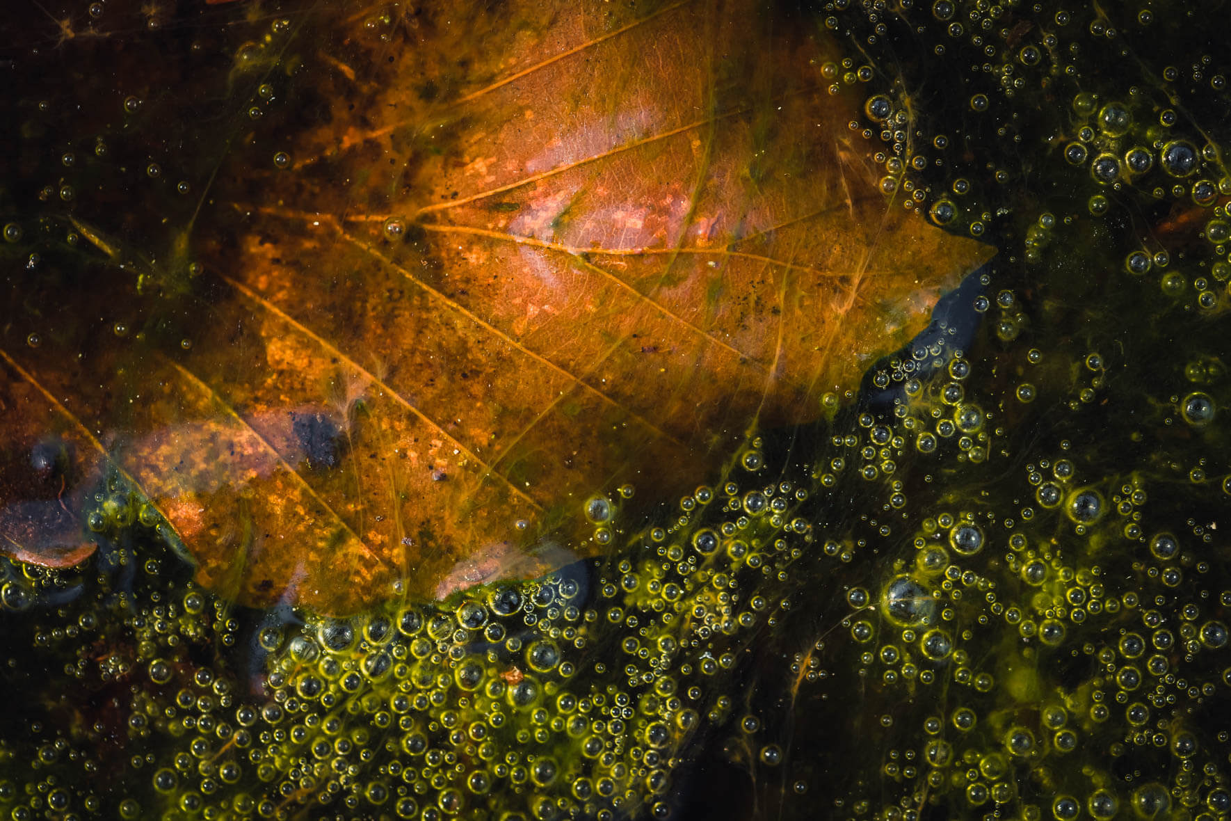 Abstract macro shots of air bubbles and leaves in a moor landscape near Hamburg