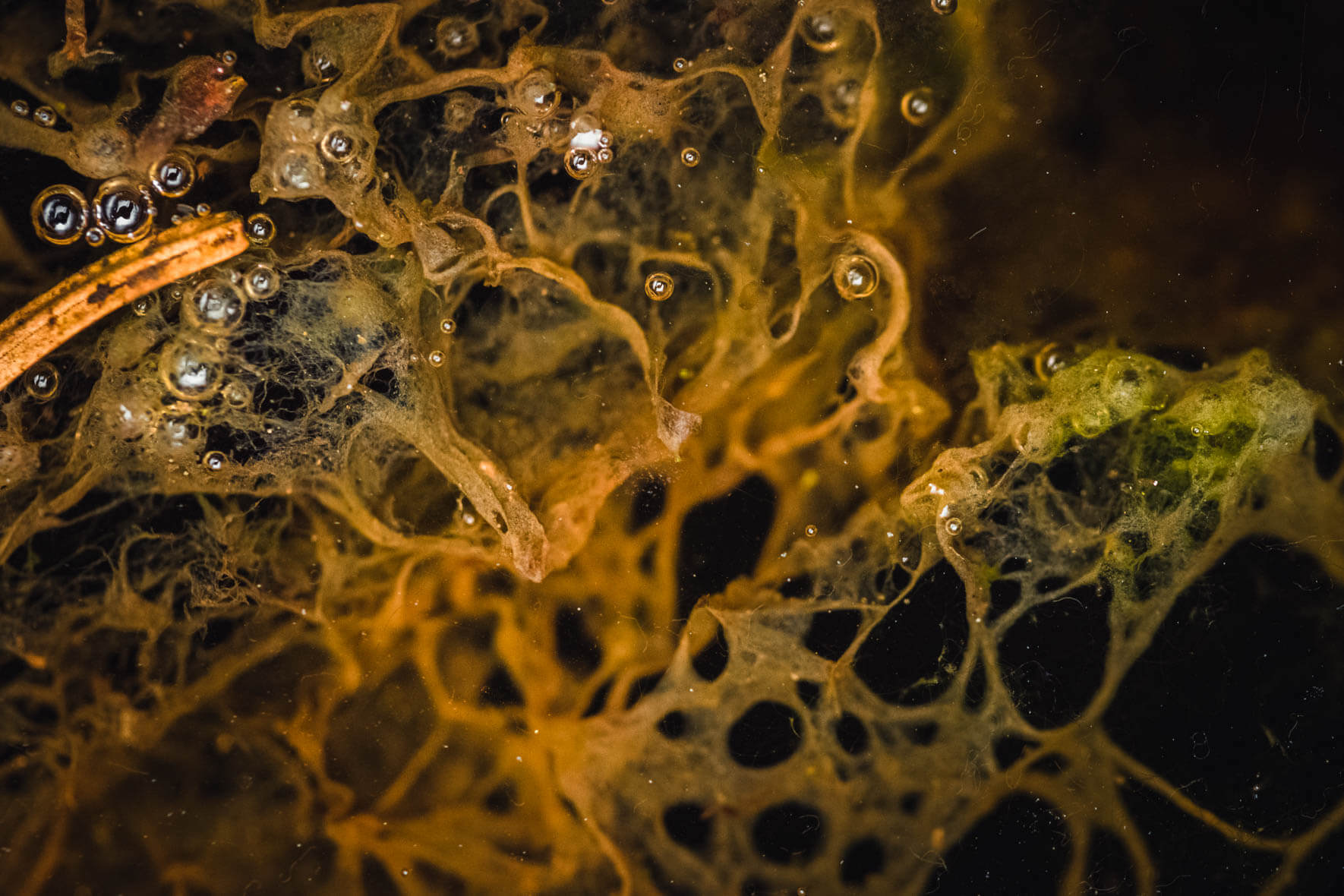 Abstract macro shots of a moor landscape near Hamburg