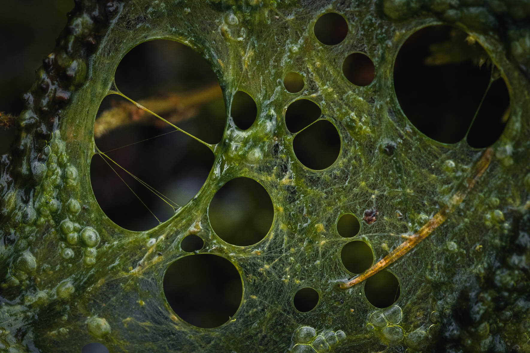 Abstract macro shots of a moor landscape in the Sachsenwald near Hamburg