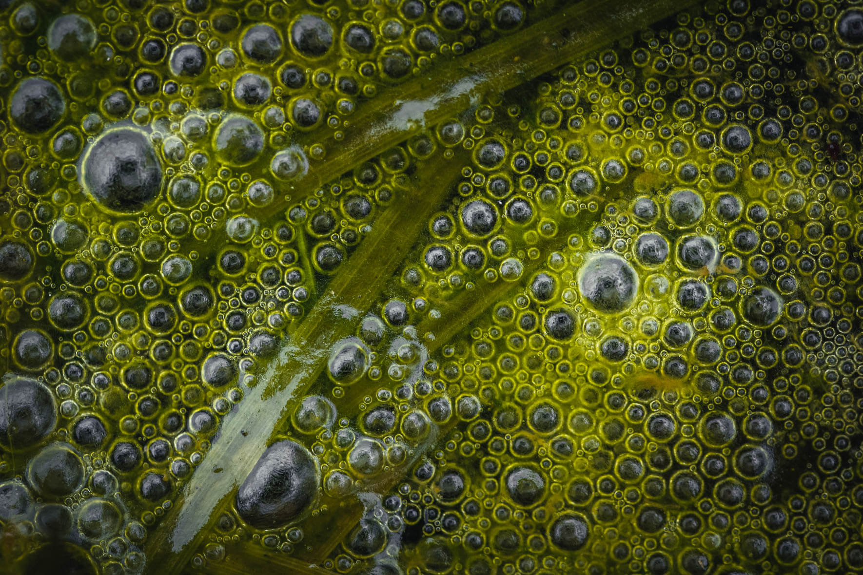 Abstract macro shots of air bubbles in a moor landscape near Hamburg