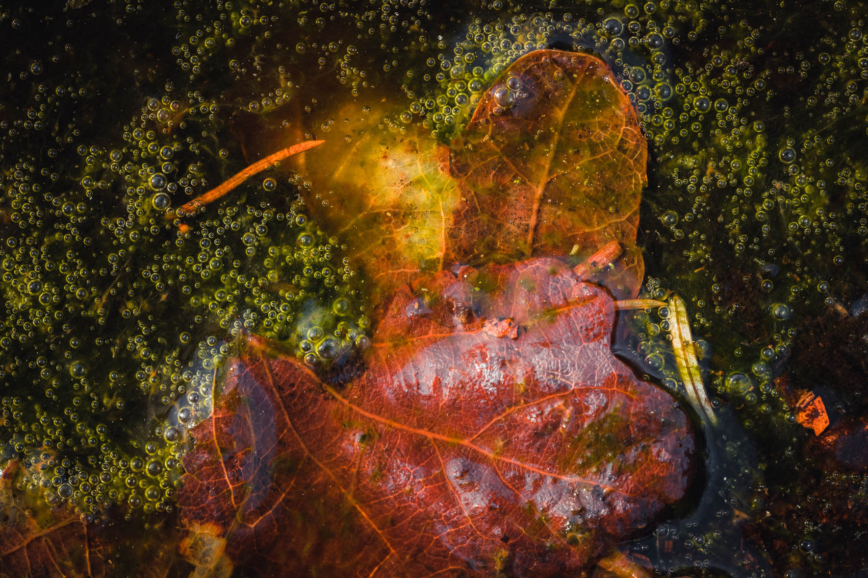 Abstract macro photography of air bubbles and leaves in a moor landscape