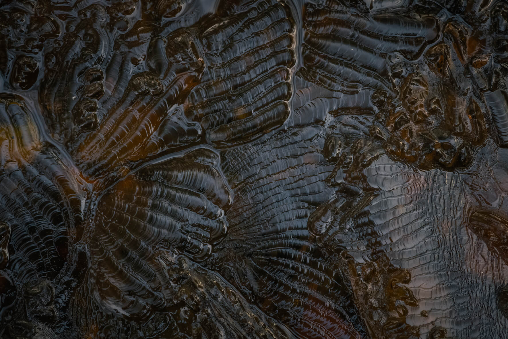 Abstract details in the ice surface of a frozen stream