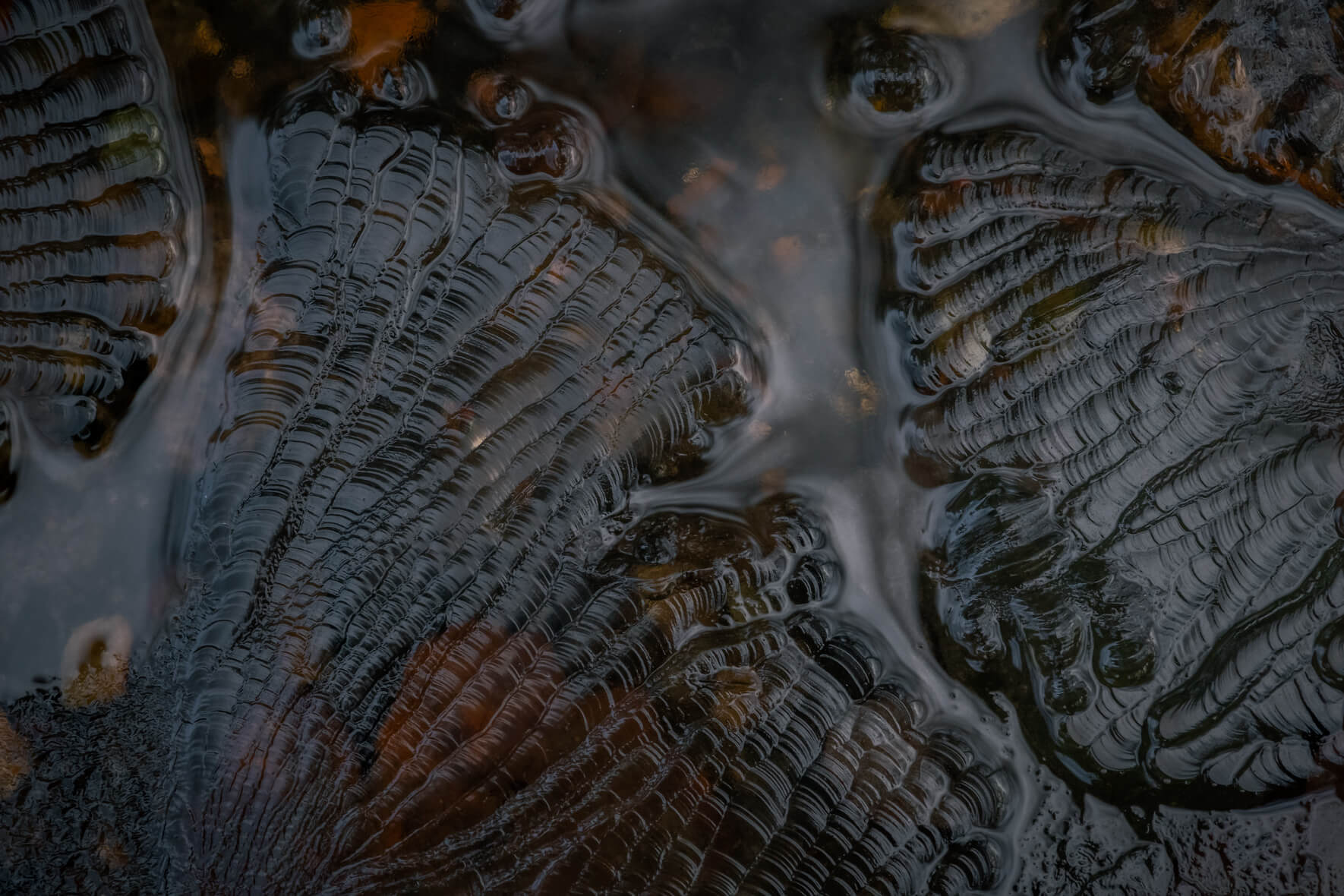 Abstract macro photography details of a frozen creek