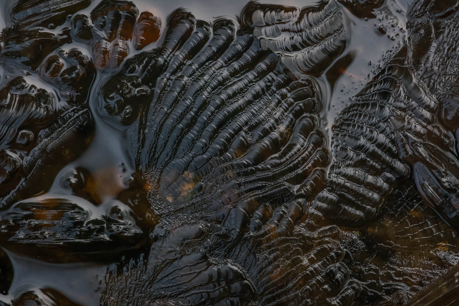 Abstract details in the ice surface of a frozen stream