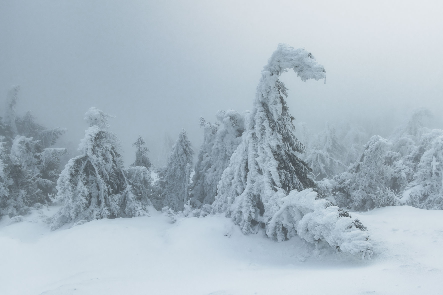 Snow covered trees on the top of Mount Brocken in the Harz Mountains
