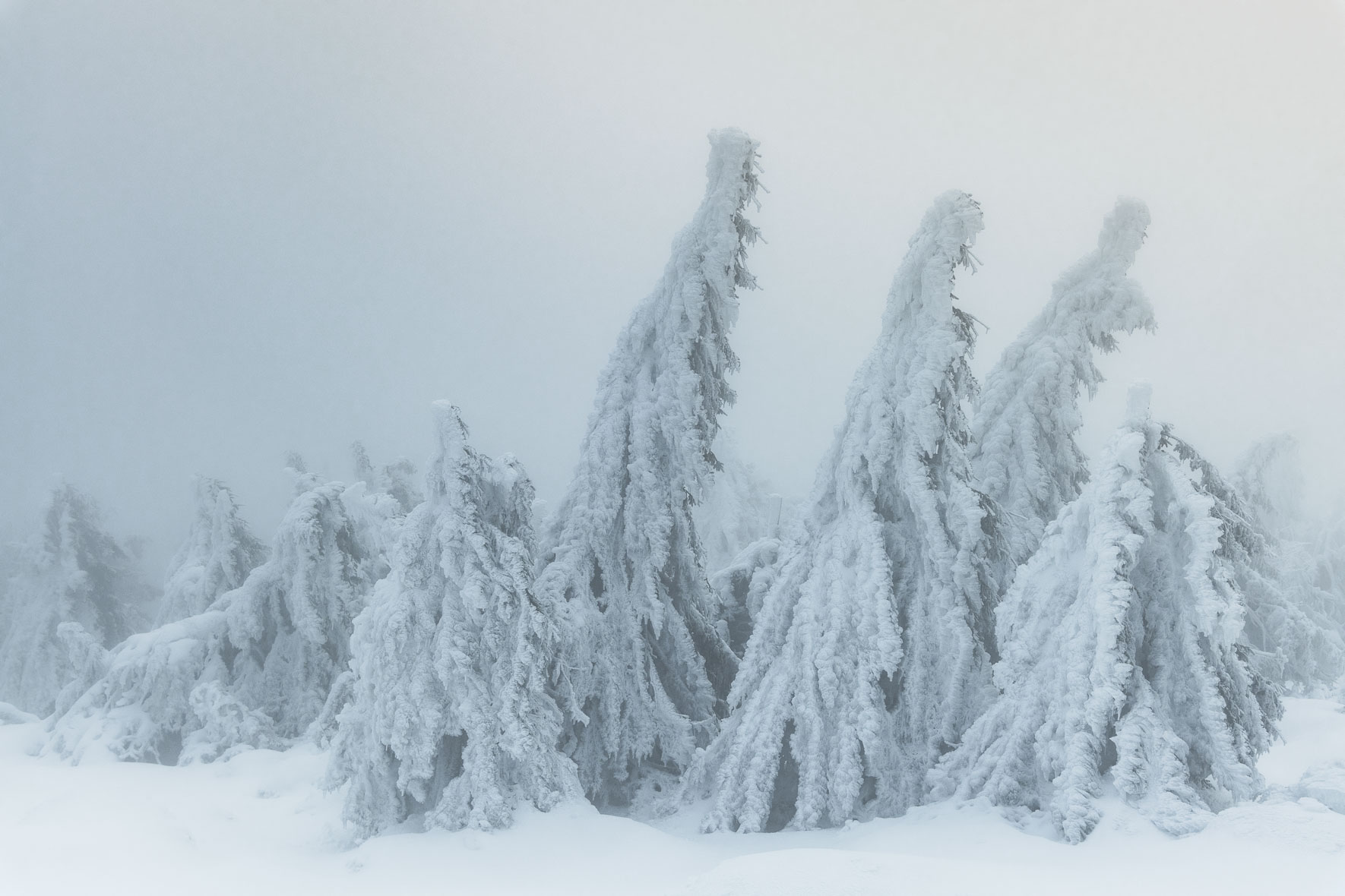 Snow covered group of trees on the summit of Mount Brocken in the Harz Mountains