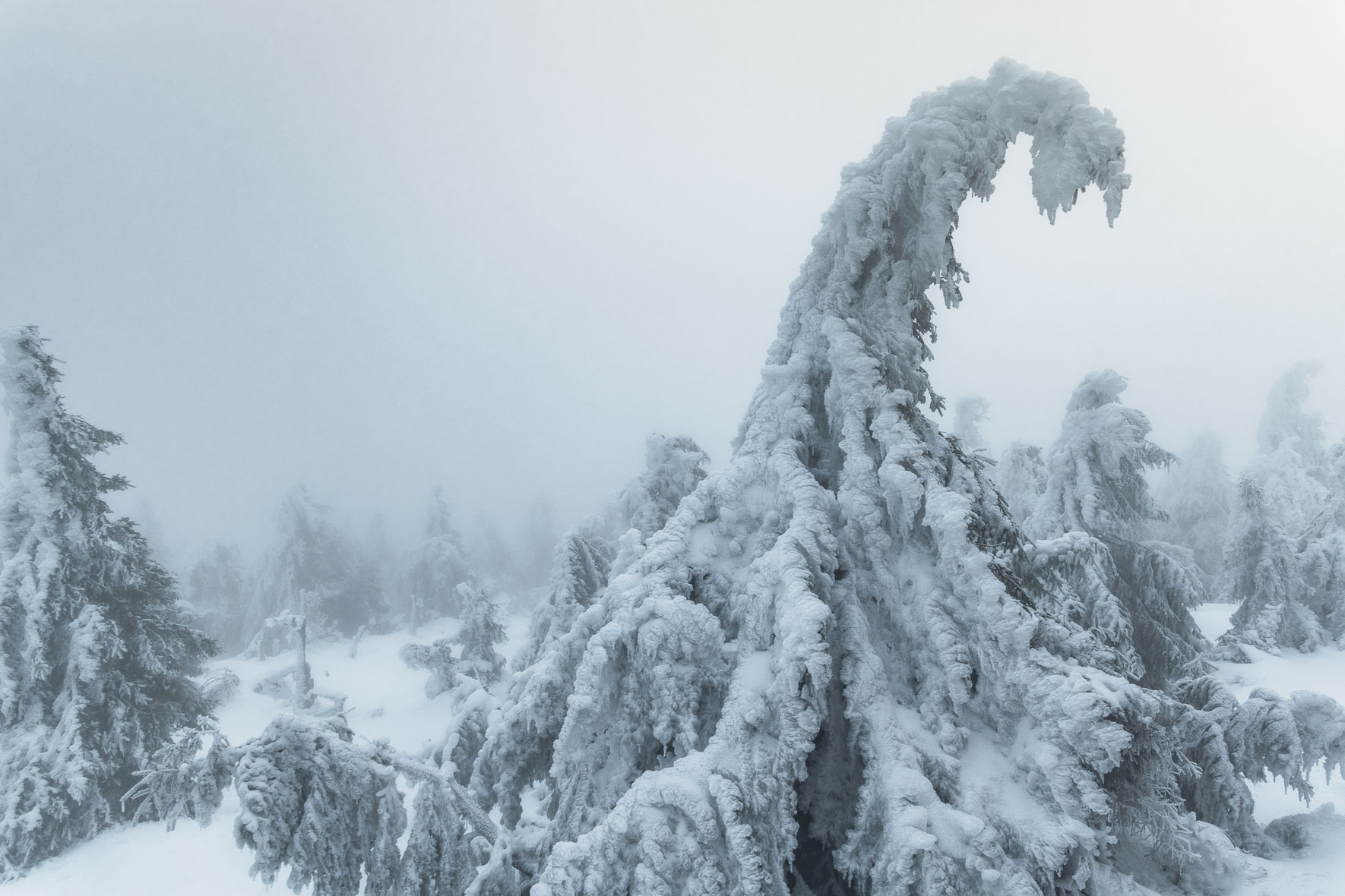 Snow covered trees on the summit of Mount Brocken in the Harz Mountains