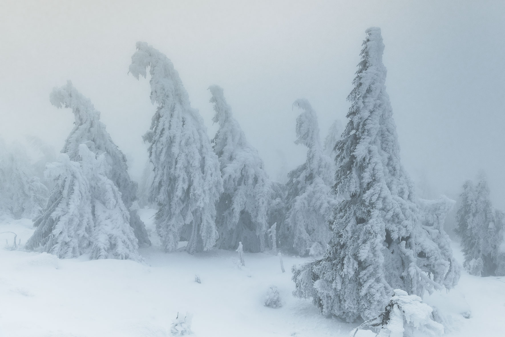 Snow and ice covered trees on the summit of Mount Brocken in the Harz