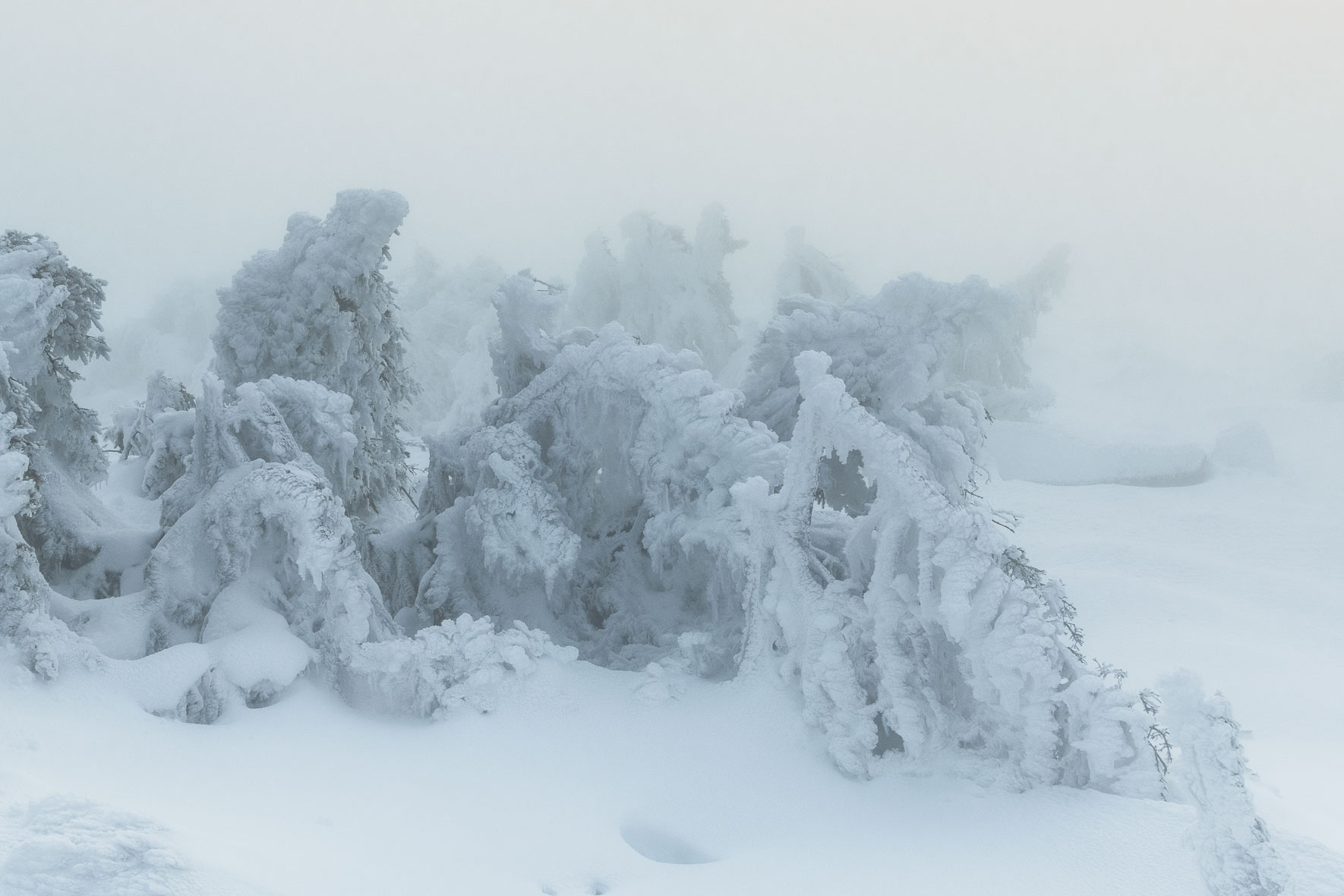 Snow and ice covered trees on the summit of Mount Brocken