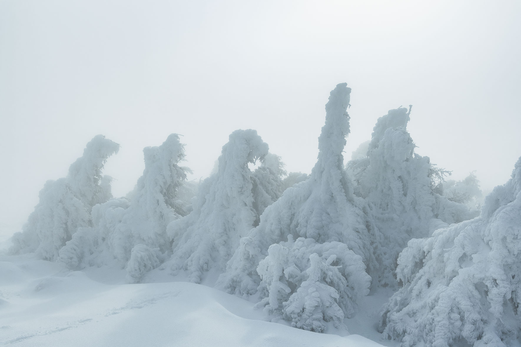 Soft light over snow covered trees on the summit of Mount Brocken in the Harz Mountains