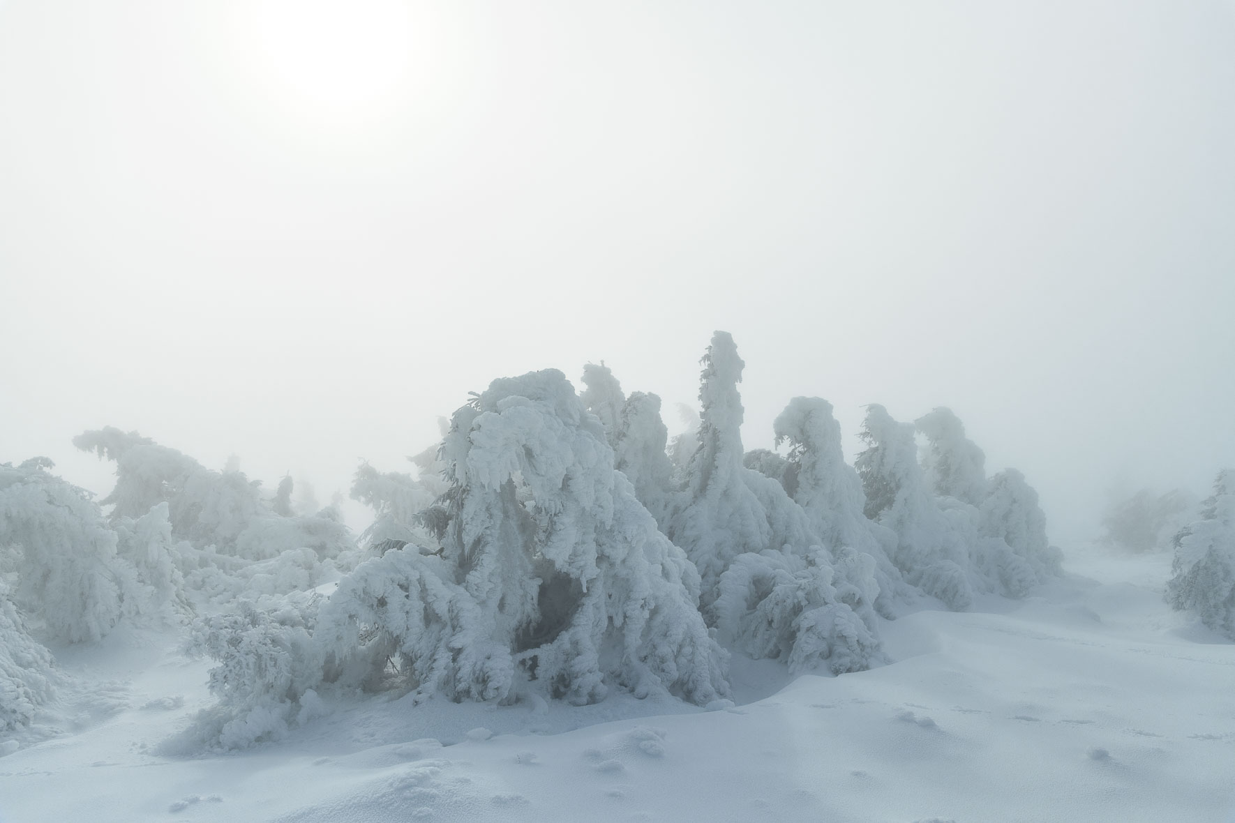 Soft light over snow covered trees on the summit of Mount Brocken