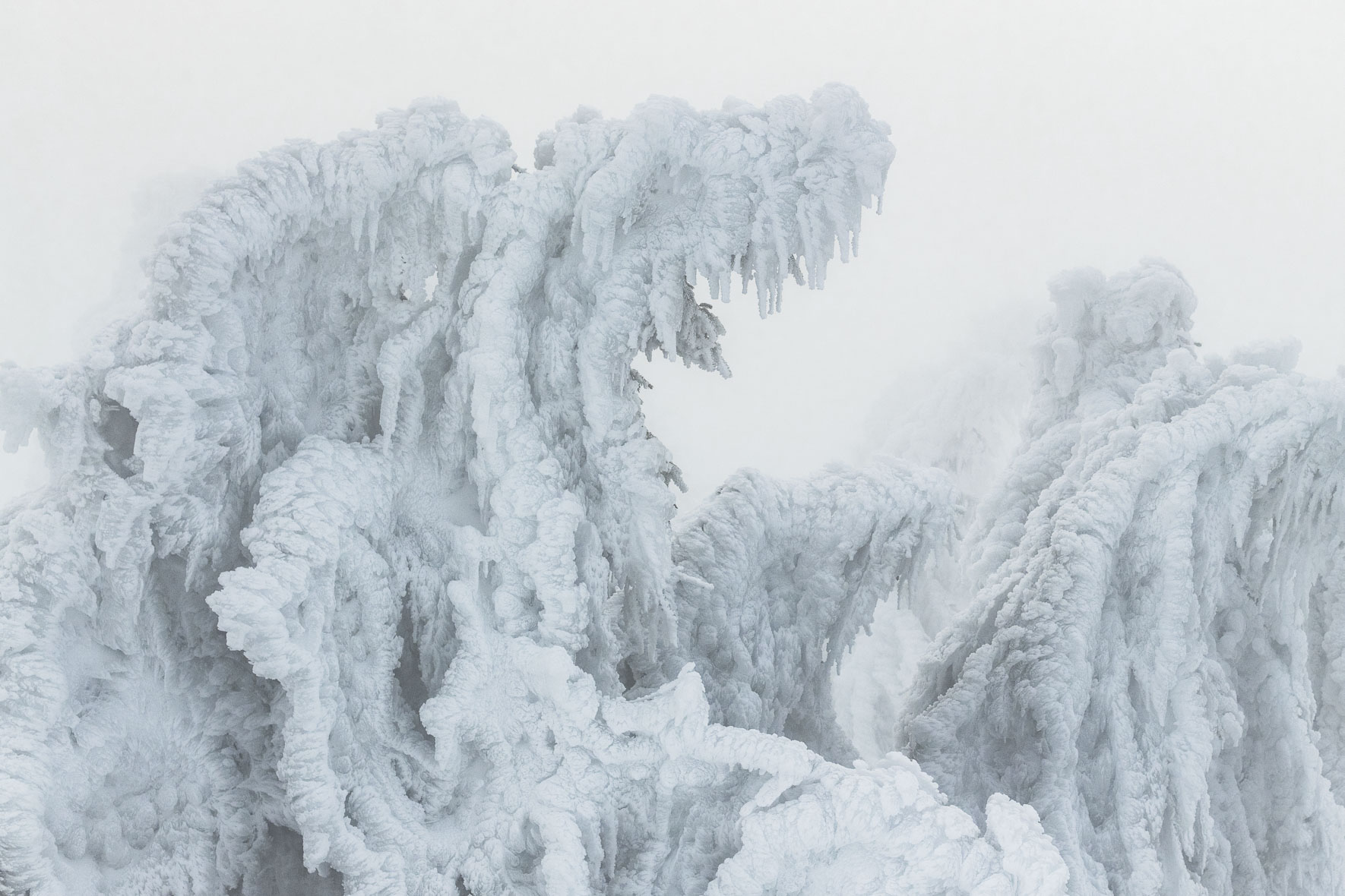 Snow covered group of trees in soft light of winter