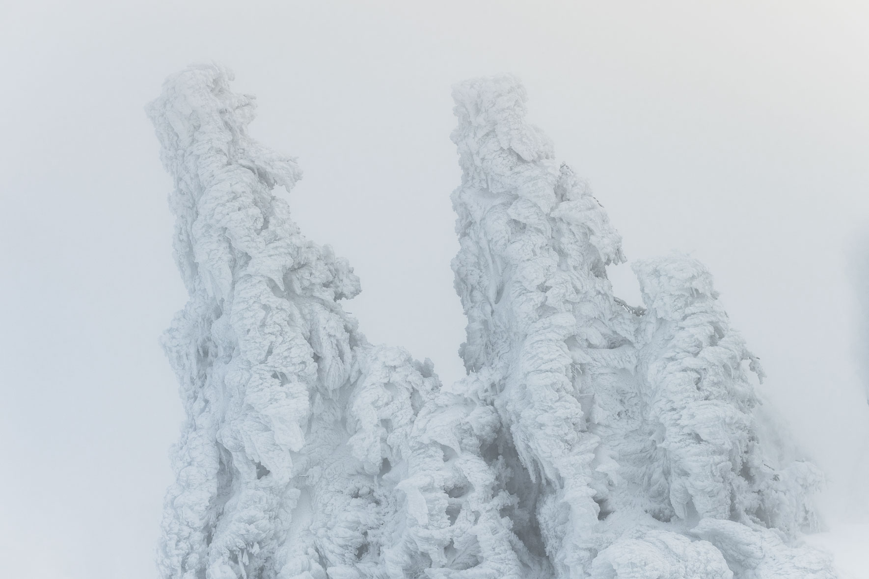 Monochrome photograph of snow and ice covered trees on the summit of Mount Brocken