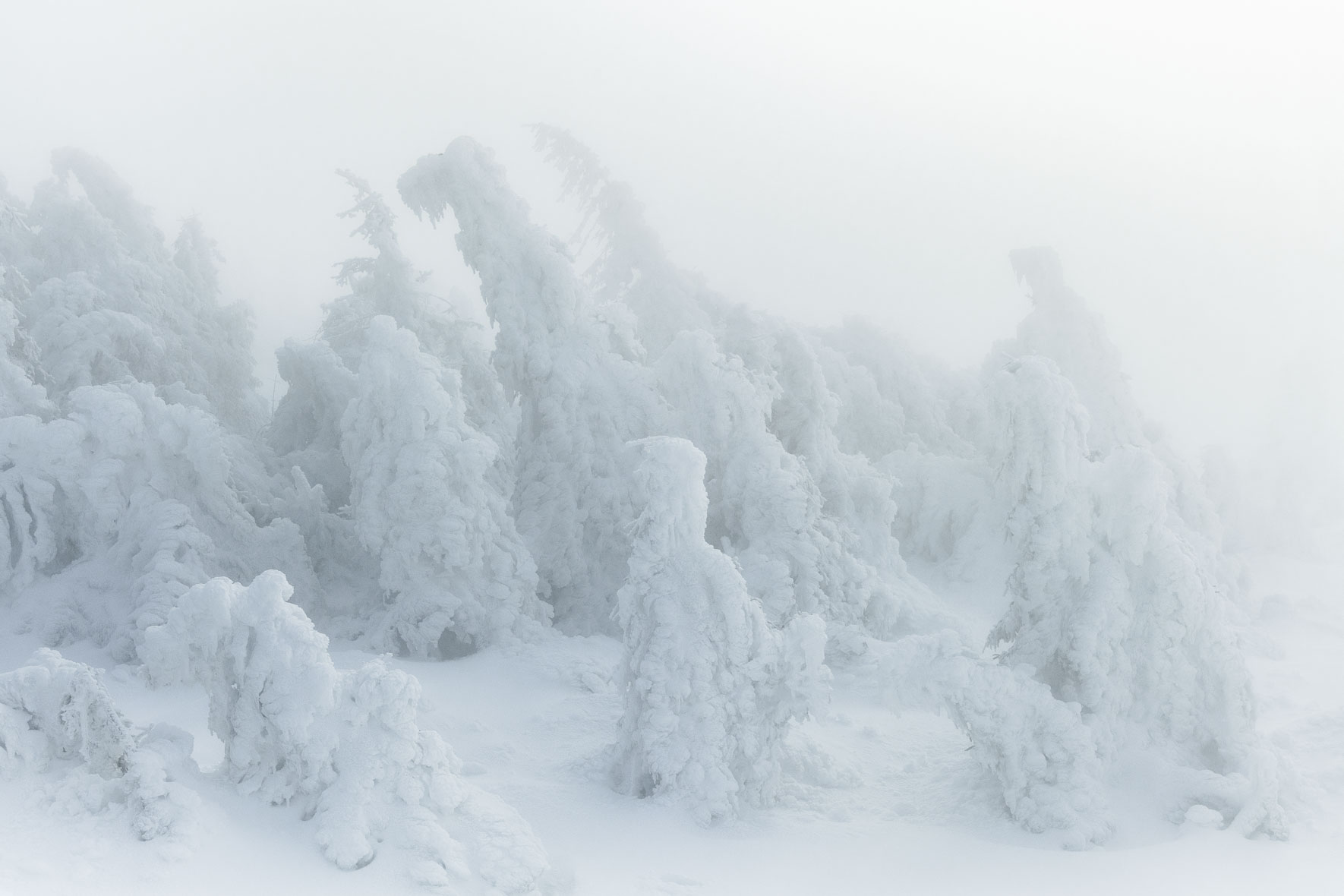 Soft winter light over snow and ice covered trees on the summit of Mount Brocken