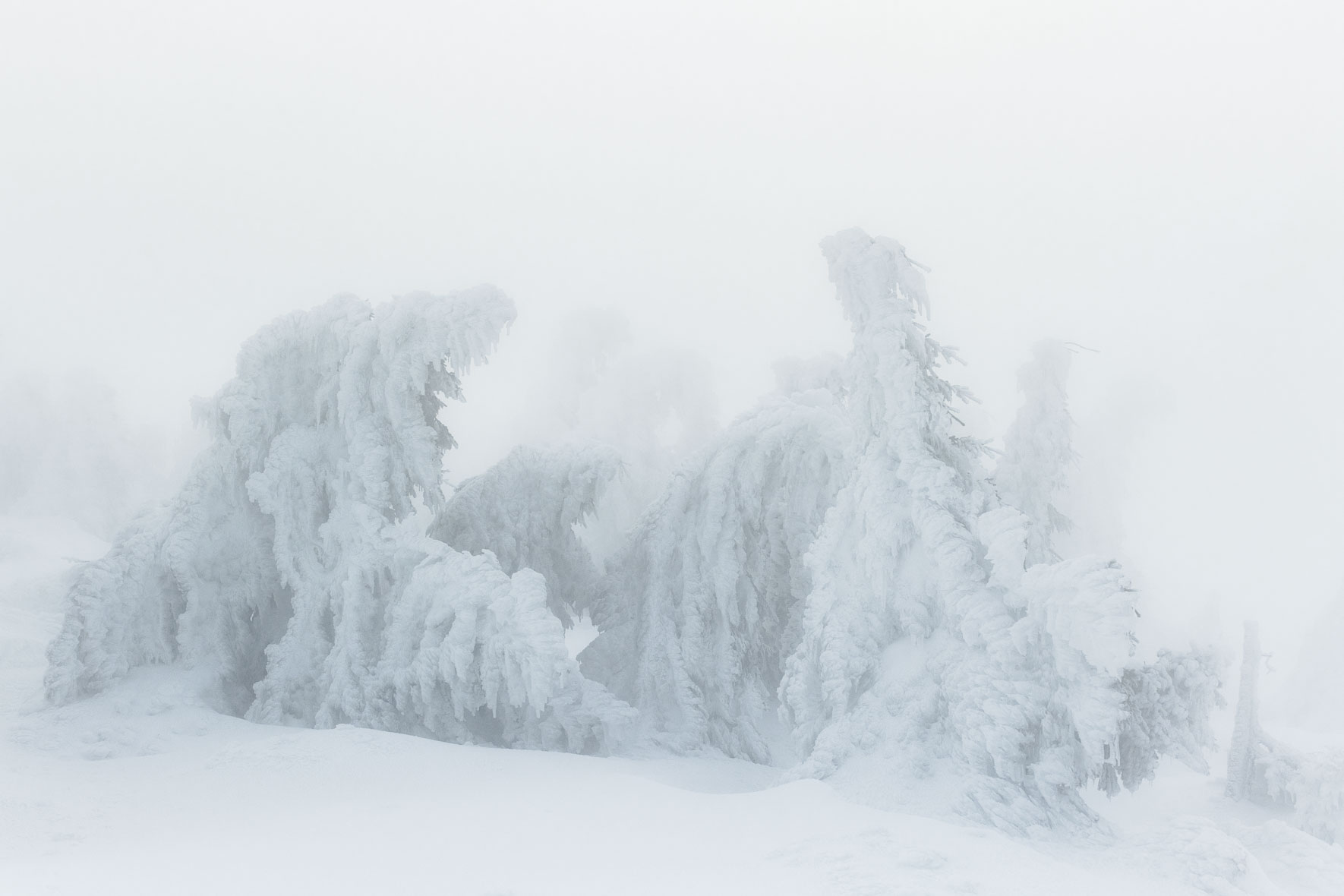 Snow covered group of trees on the summit of Mount Brocken in the Harz Mountains