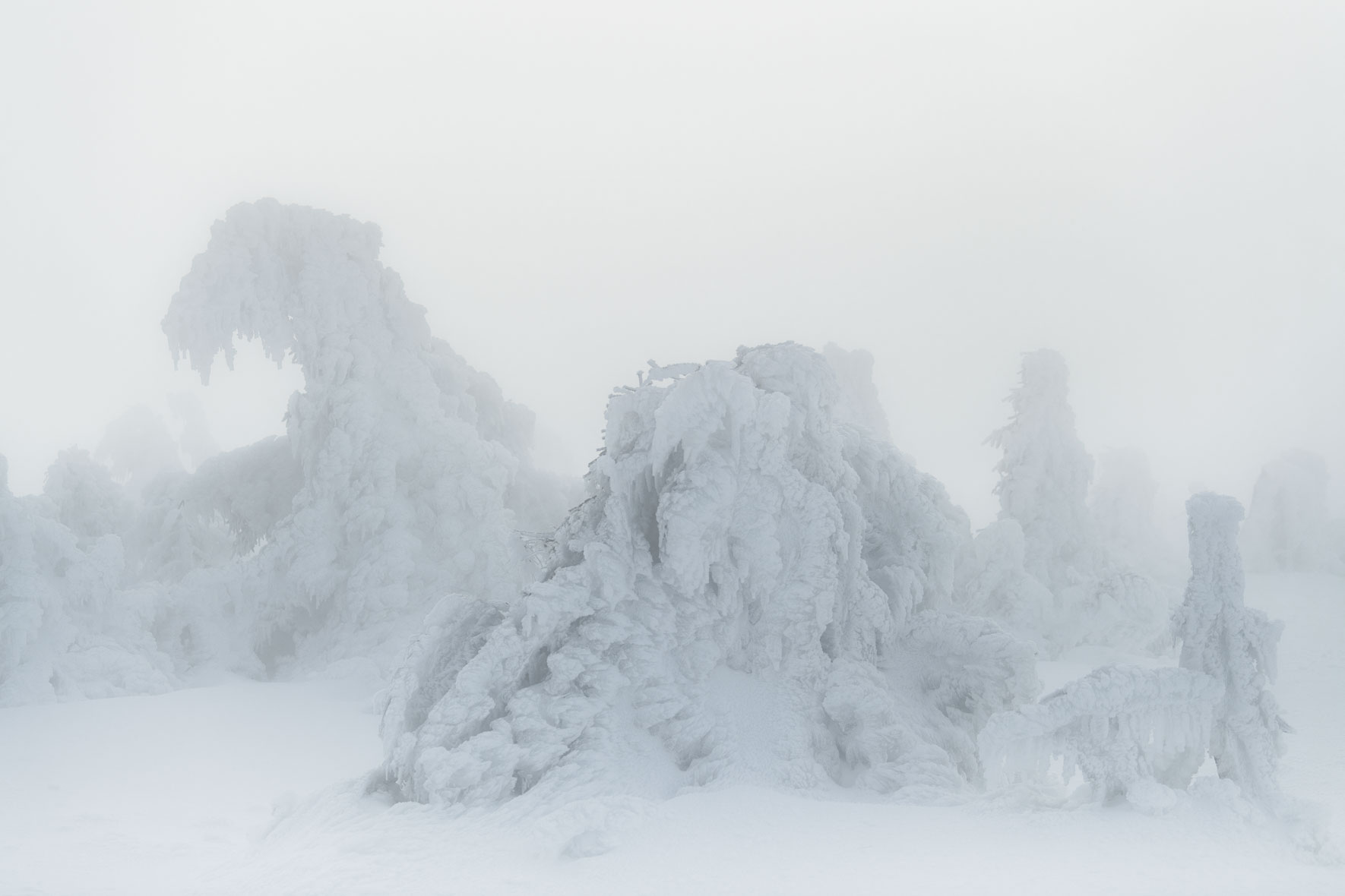 Snow covered group of trees on the summit of Mount Brocken in soft winter light