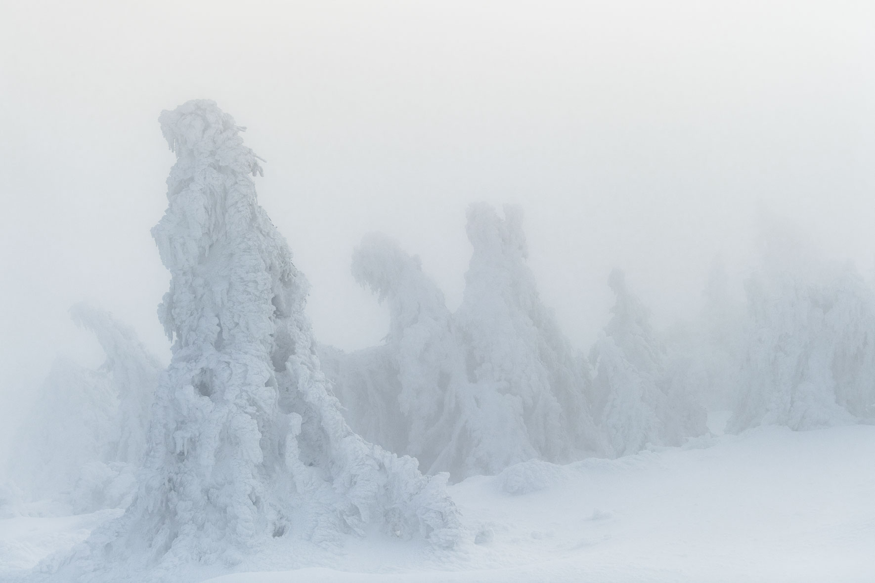 Snow covered group of trees on the summit of Mount Brocken in the Harz Mountains