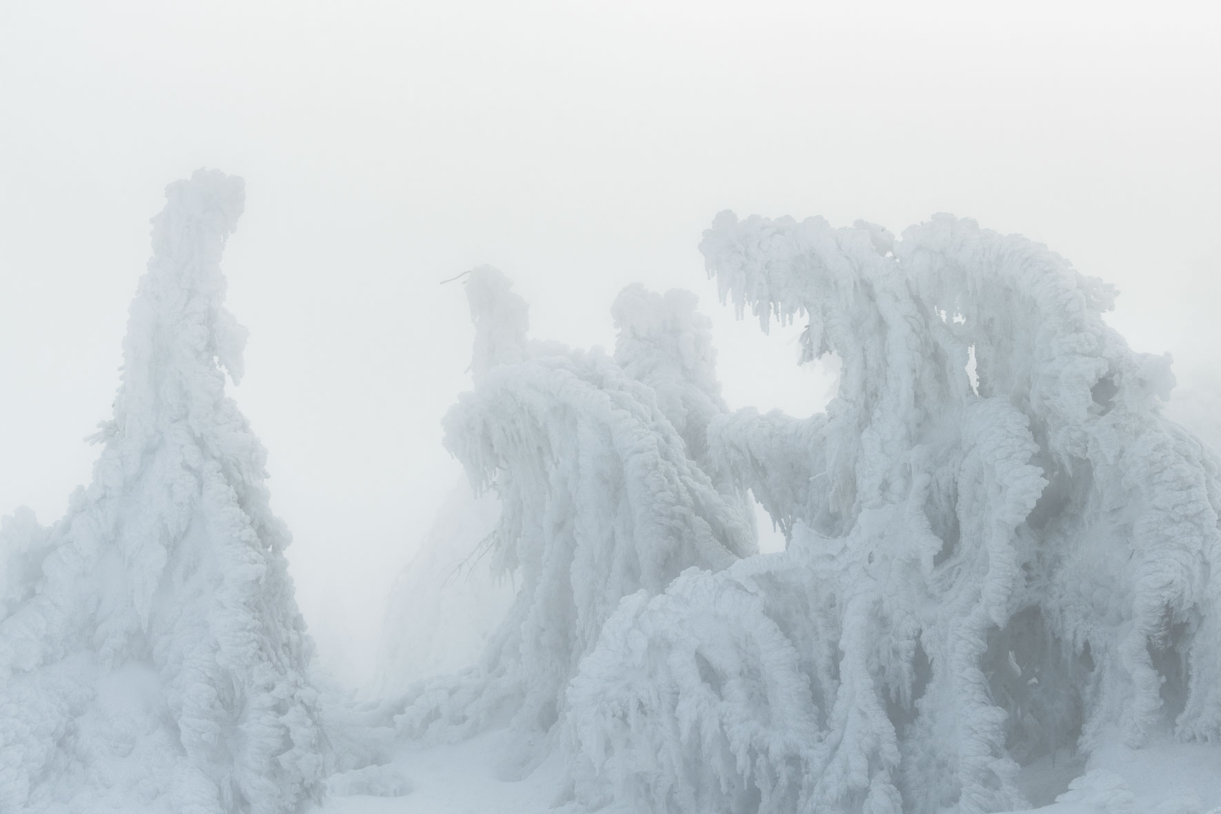 Soft winter light over snow covered trees on the summit of Brocken