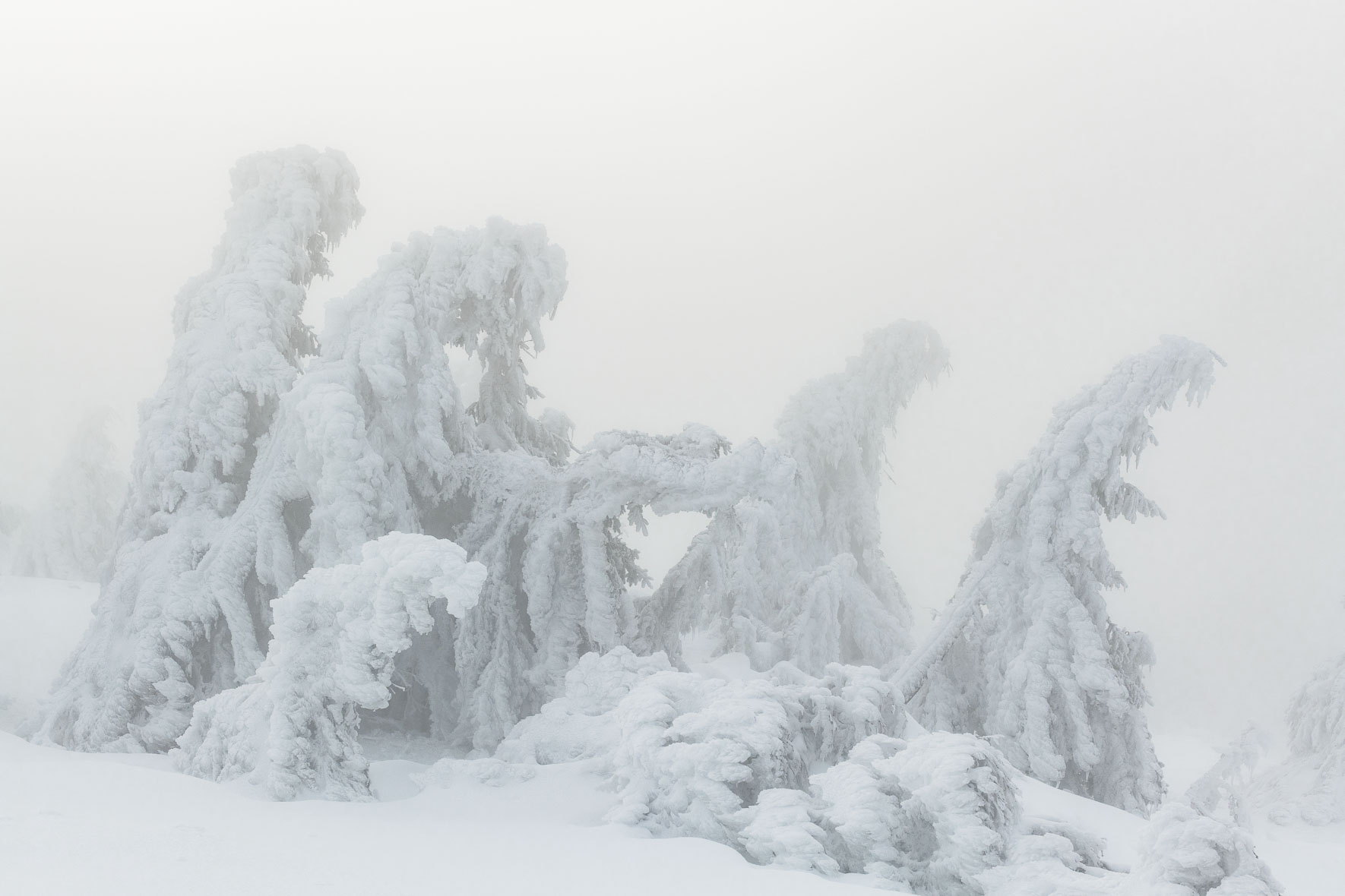 Snow covered group of trees on the summit of Mount Brocken in soft winter light