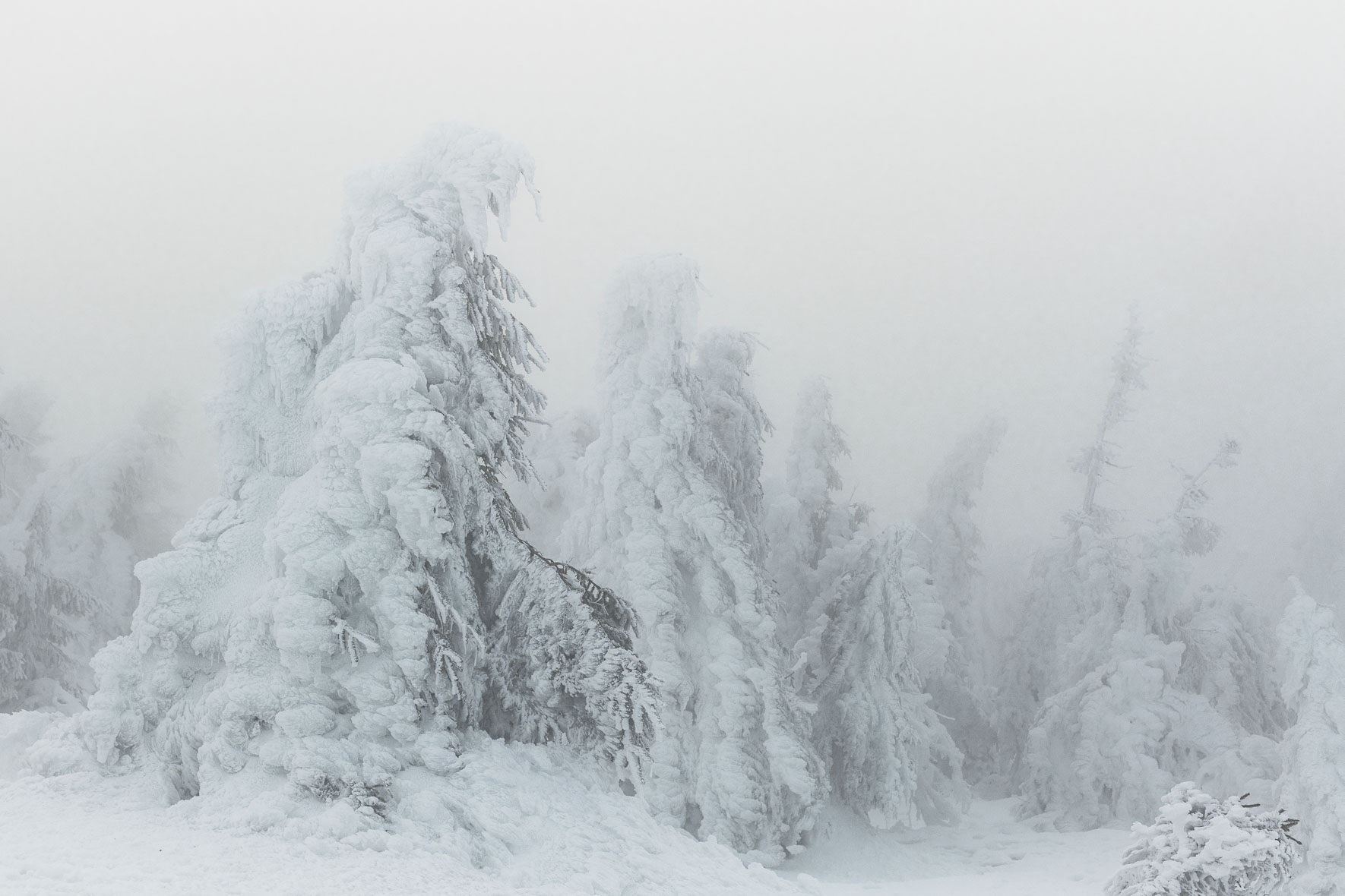 Snow covered group of trees on the summit of Mount Brocken (Harz) in soft winter light