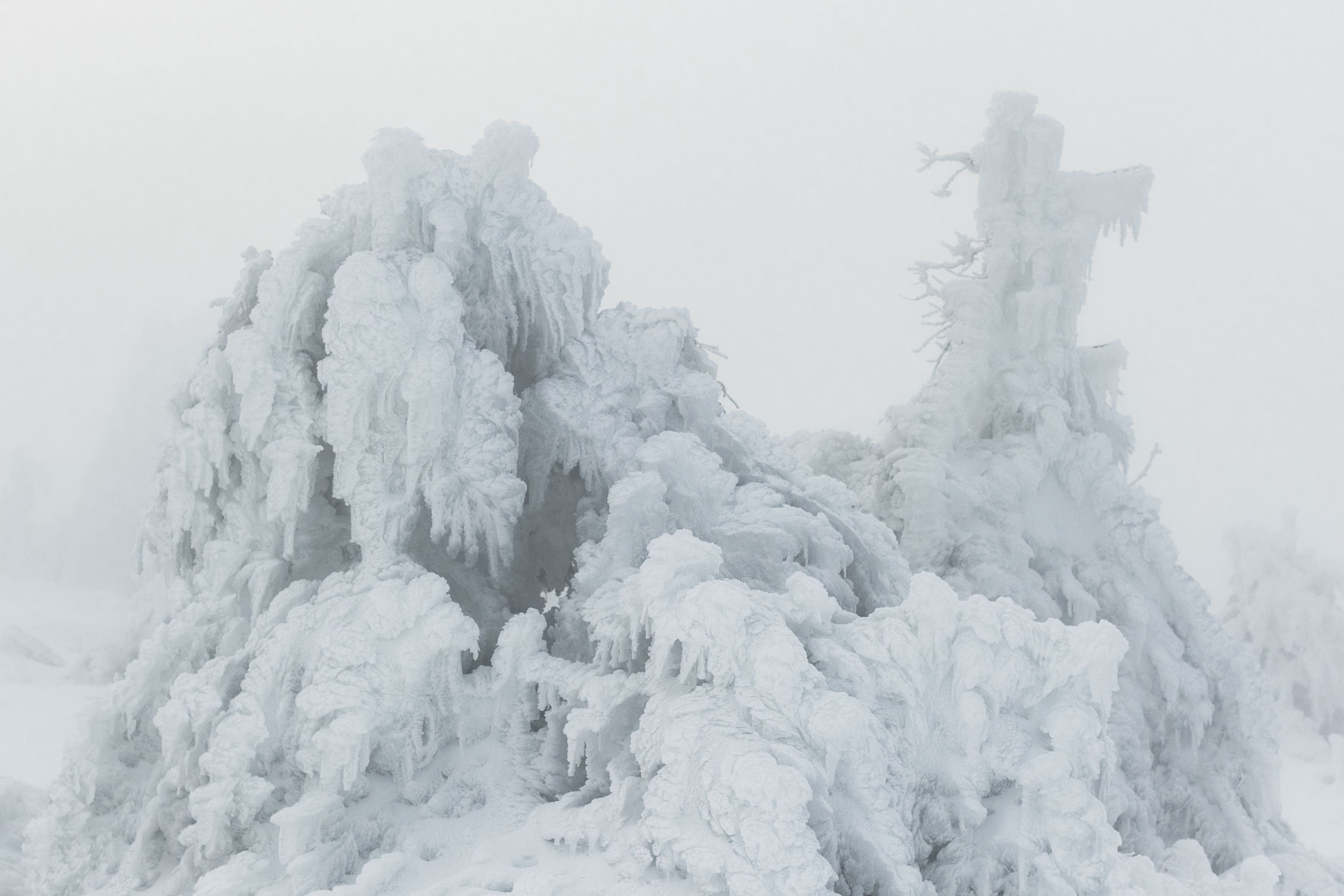 Snow covered group of trees on the summit of Mount Brocken (Harz Mountains)