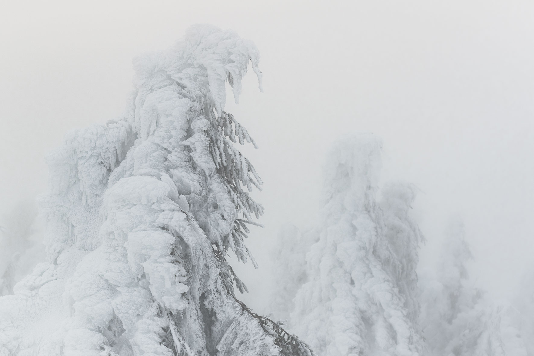 Snow covered group of trees on the summit of Mt. Brocken (Harz Mountains) in soft winter light