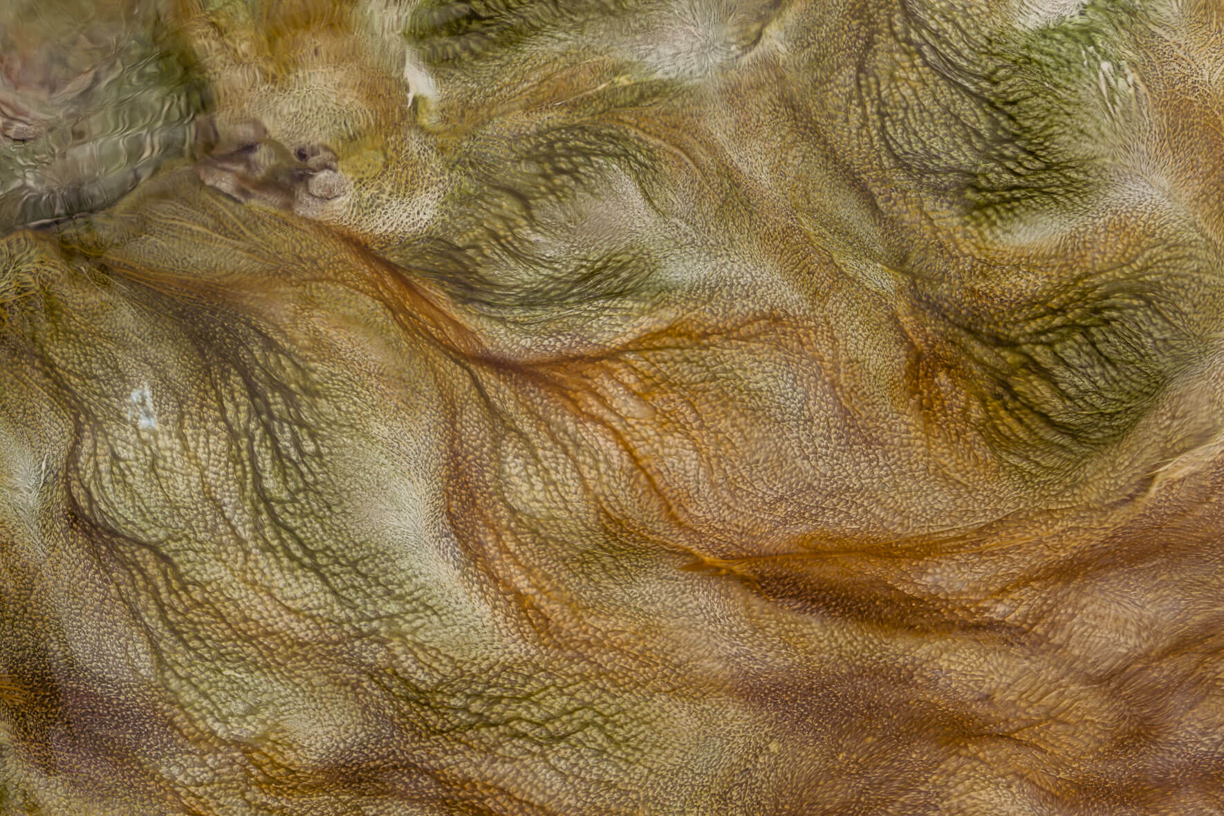 Abstract photography of a stream bed in a geothermal area in Mývatn region of Iceland