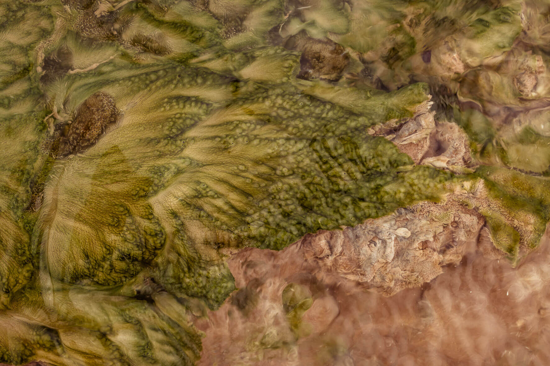 Abstract macro photography of a stream bed in a geothermal area in Mývatn region of Iceland