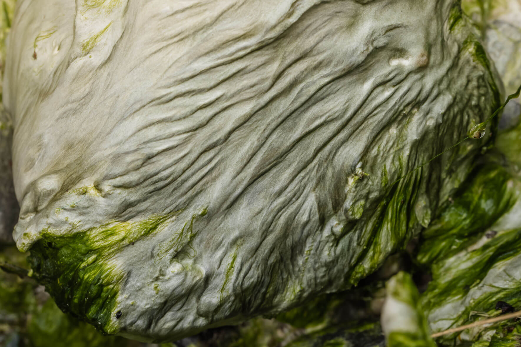 Chalk mud with abstract texture on the island of Rügen