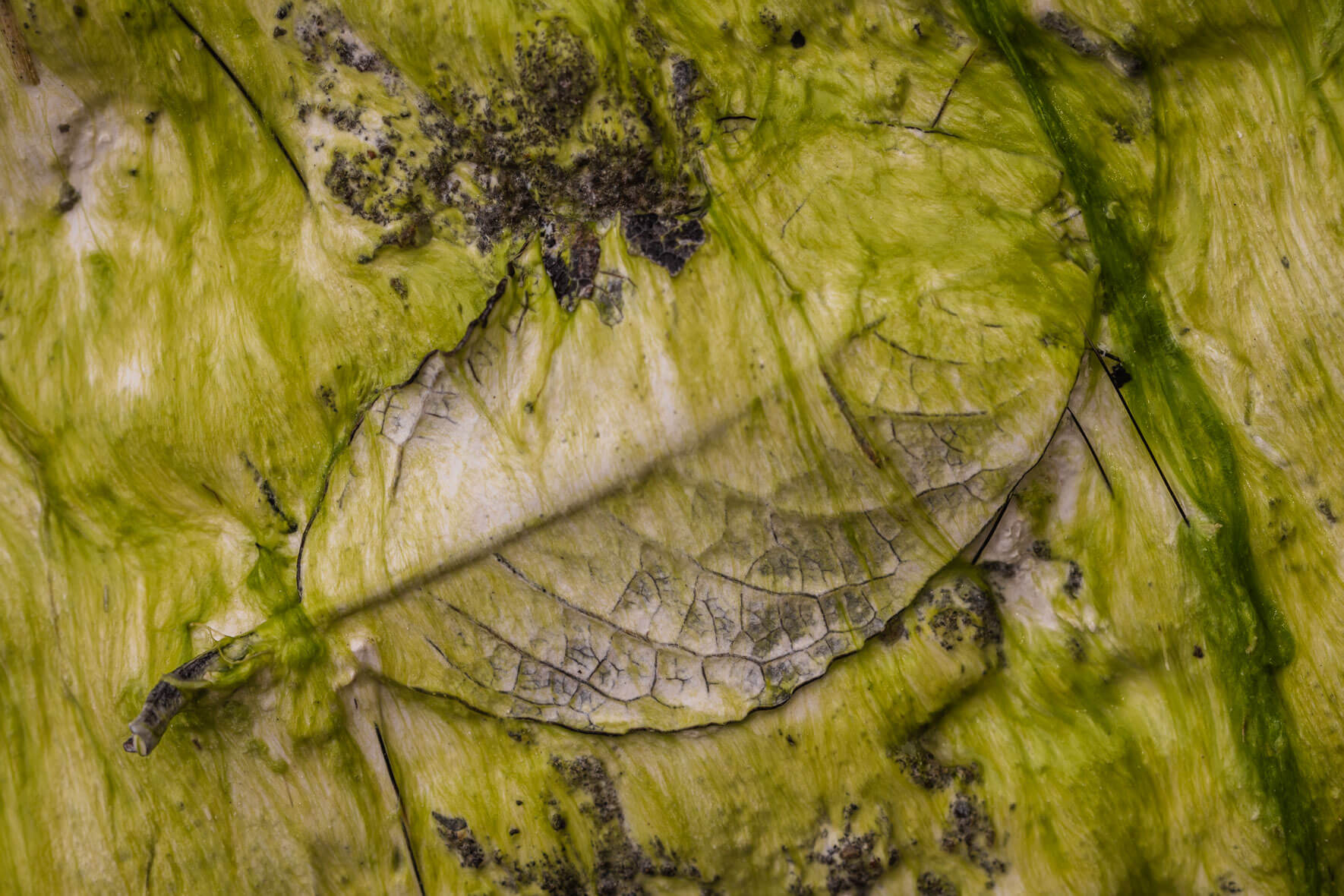 Leaves and branches in chalk mud on the island of Rügen