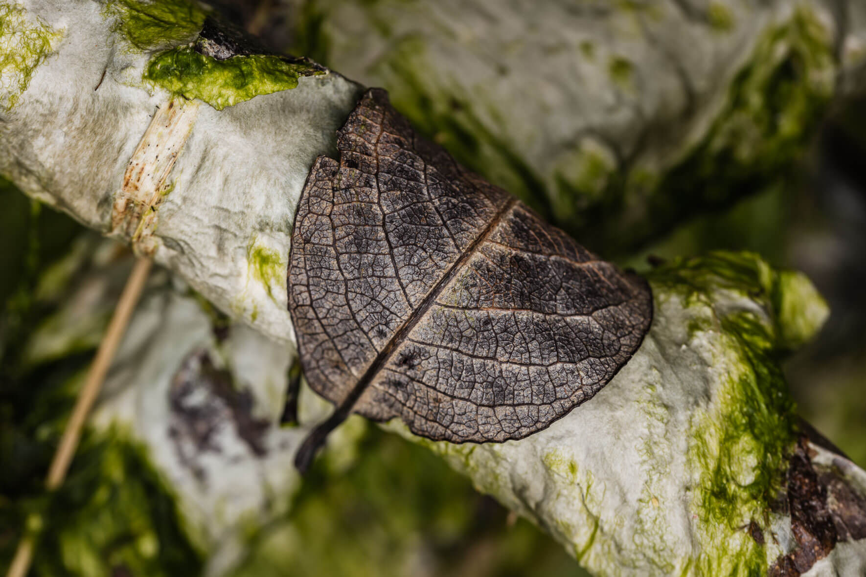 Macro photography of leaves and moss in chalk mud on the island of Rügen