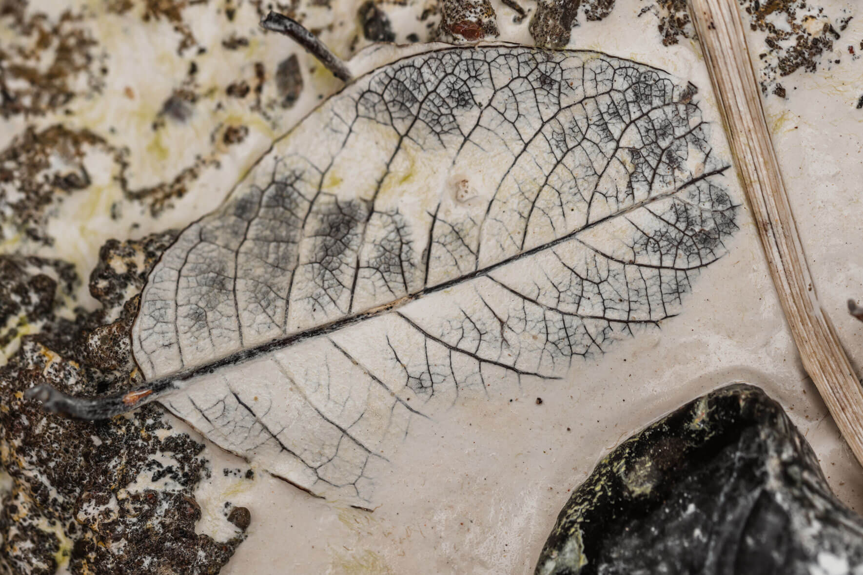 Macro photography of leaves and branches in chalk mud on the island of Rügen