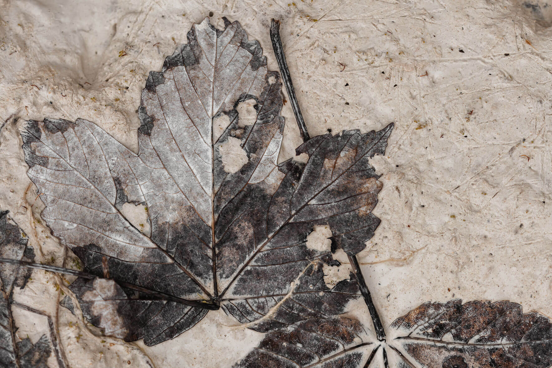 Leaves and branches in chalk mud on the island of Rügen