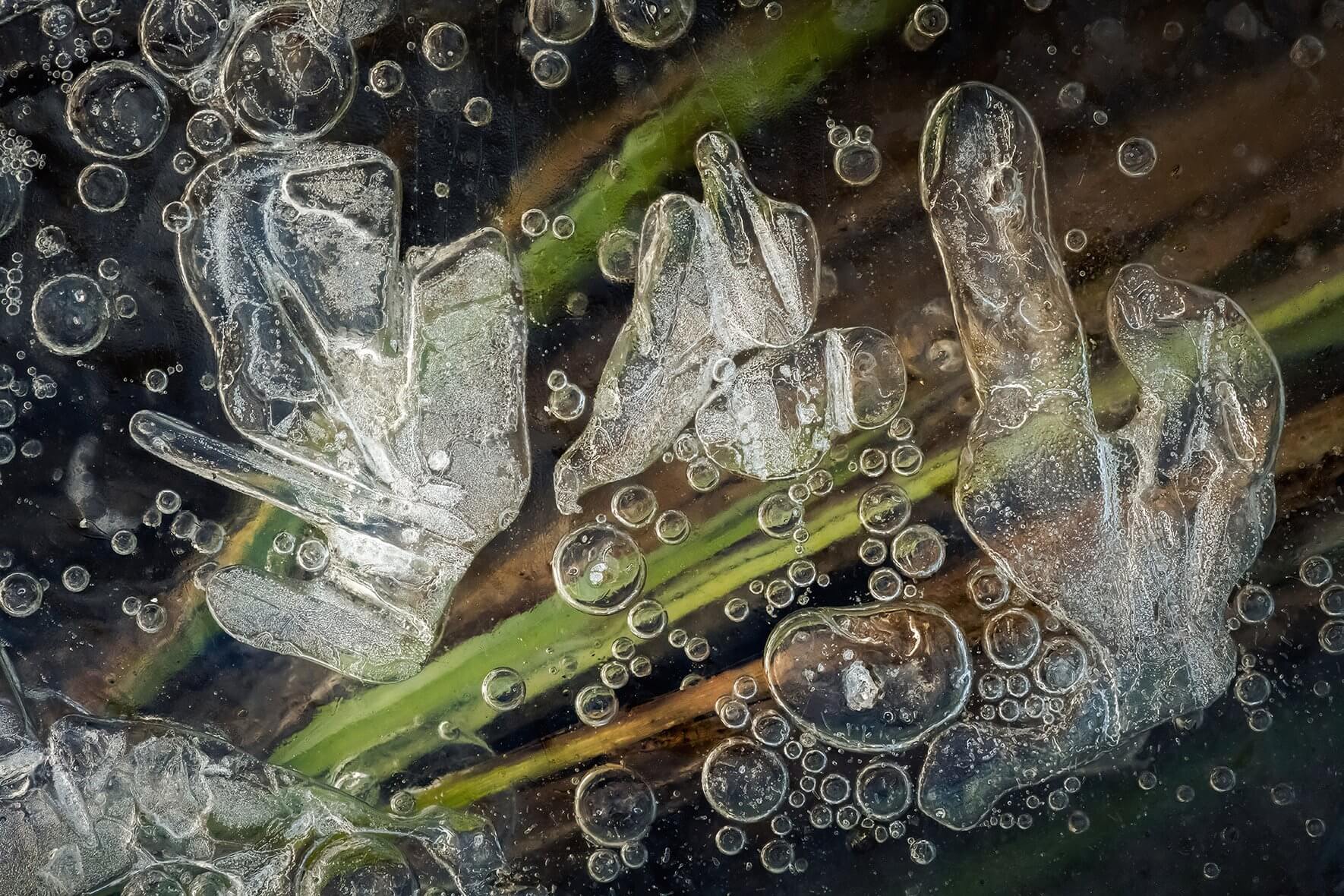 Macro image of air bubbles and grasses in the ice of a swamp area in southern Norway