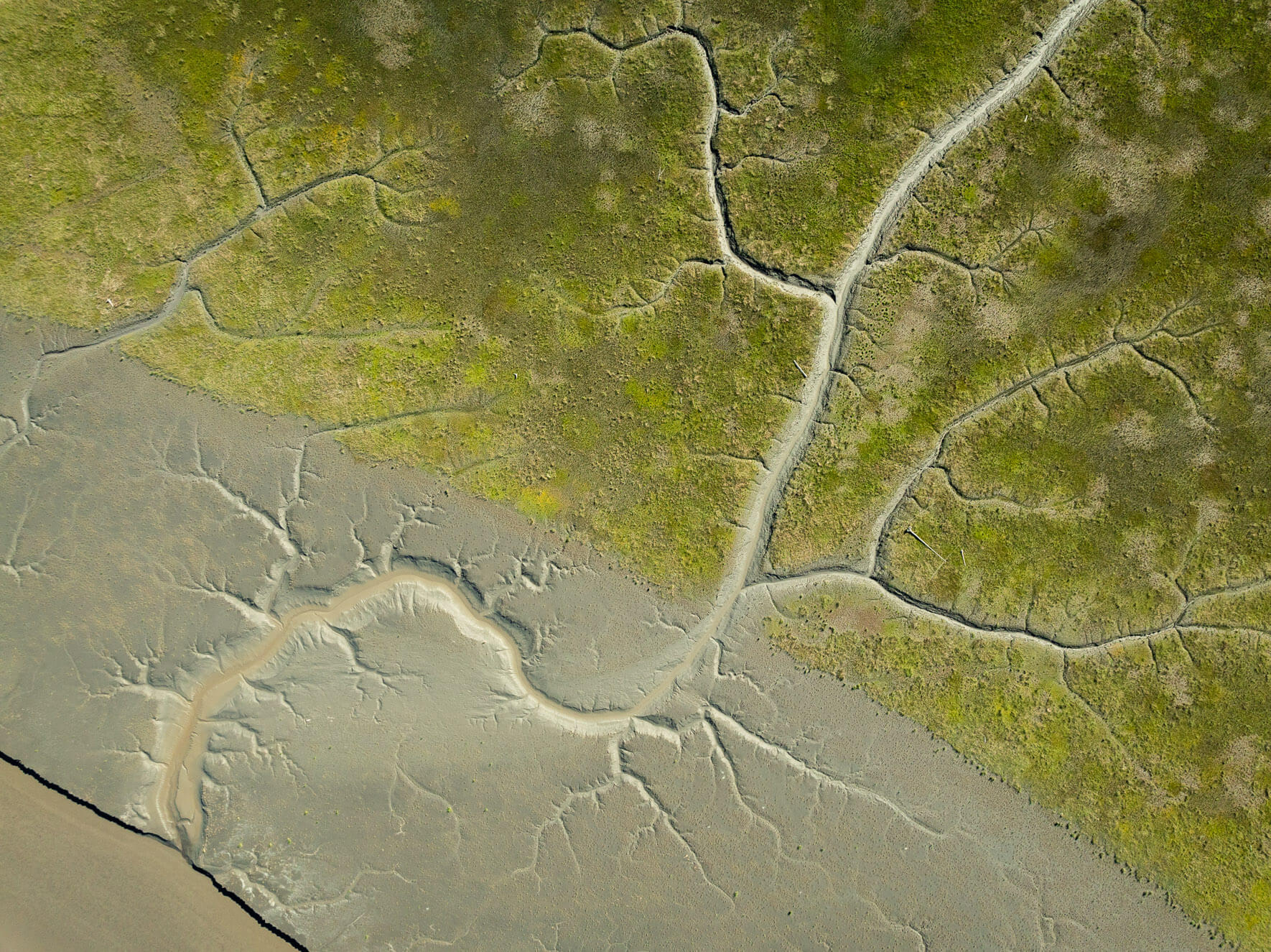 Meandering tidal channels in Alaska carve through exposed coastal mudflats at low tide