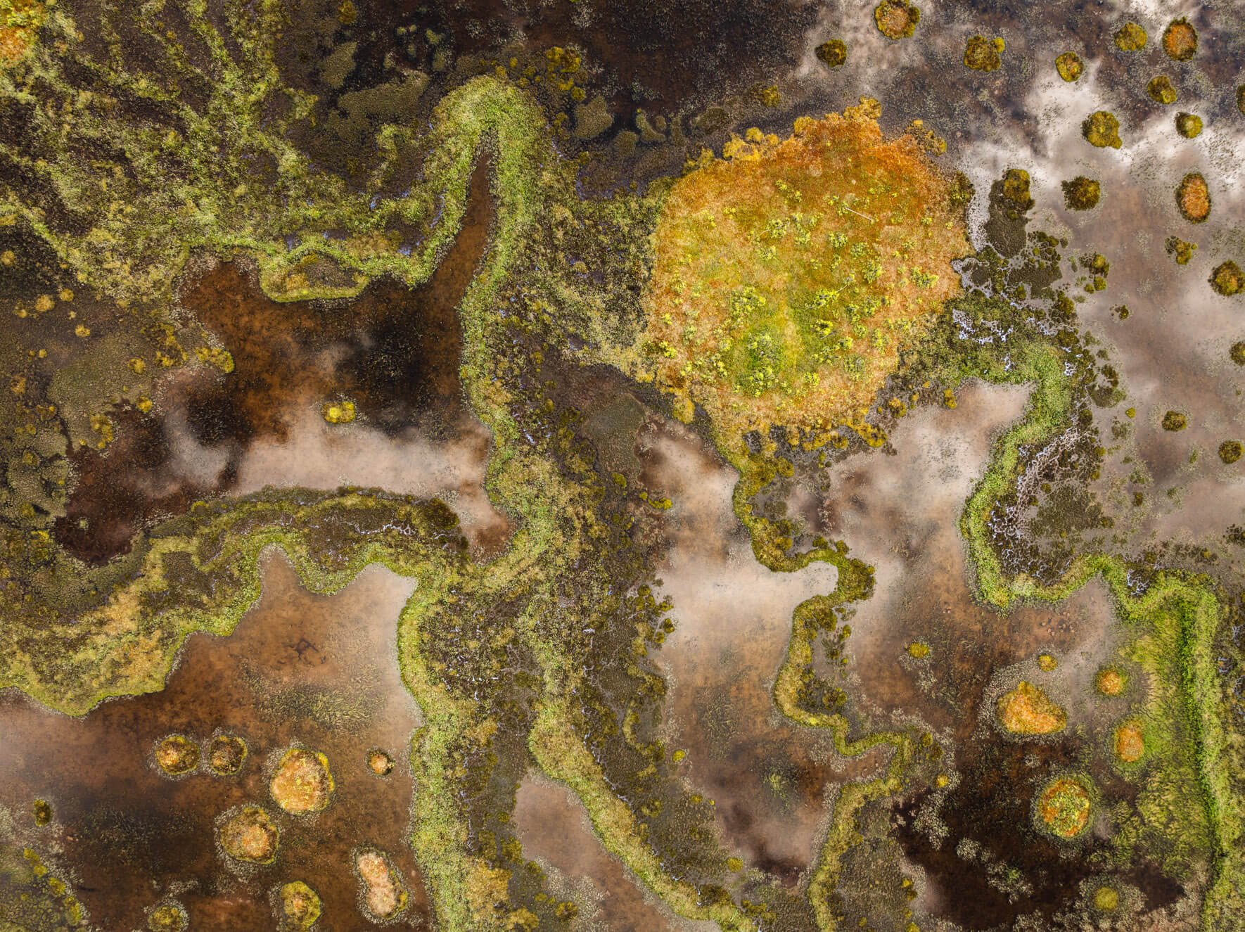 Aerial abstraction of Alaska’s swamplands, shaped by seasonal flooding and sediment buildup