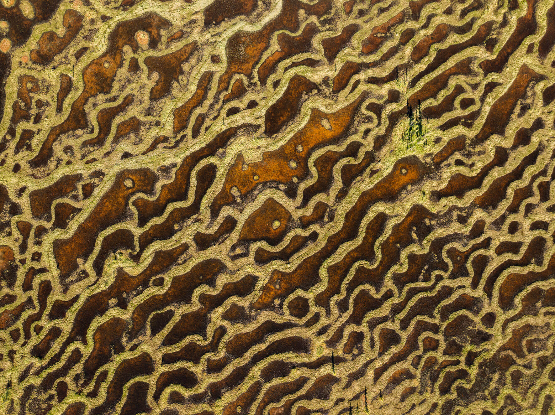 Dynamic swamp patterns in Alaska, seen from above, where shifting water shapes the landscape