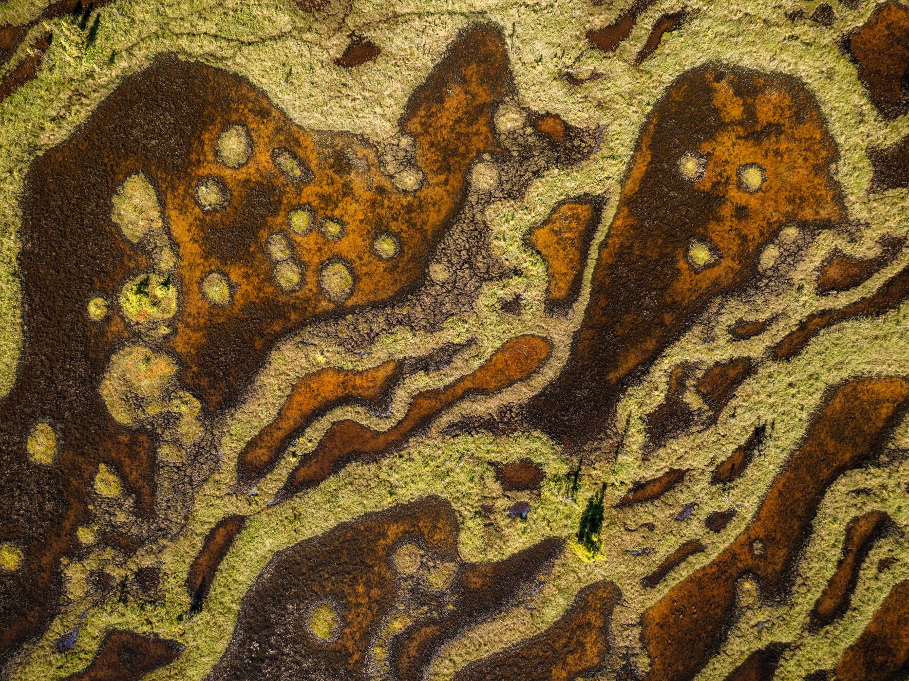 Talkeetna’s swamp from above, revealing deep pools, green moss, and rich earthy tones