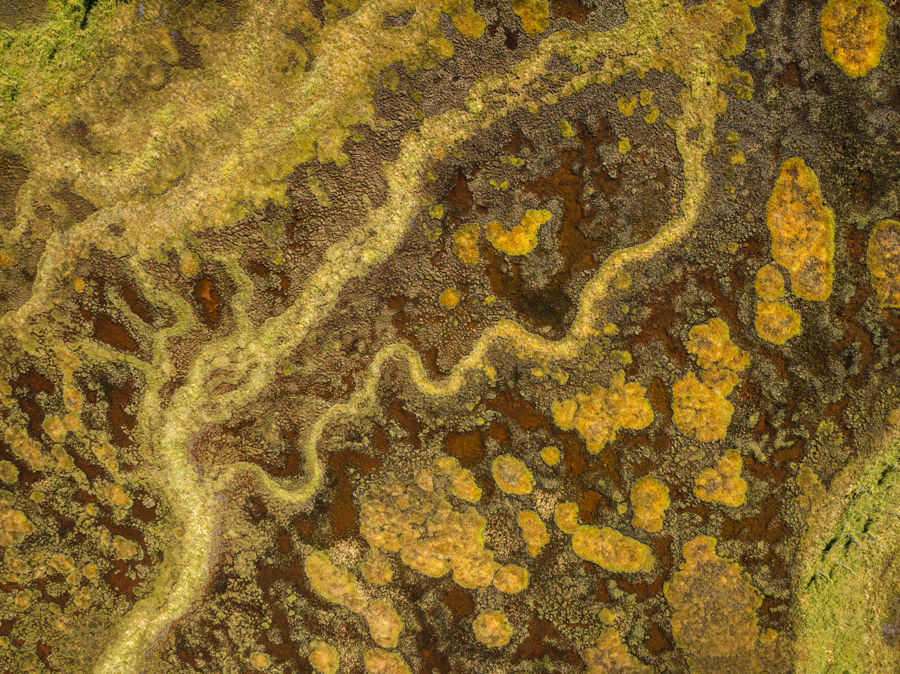 Aerial shot of Talkeetna’s wetlands in Alaska