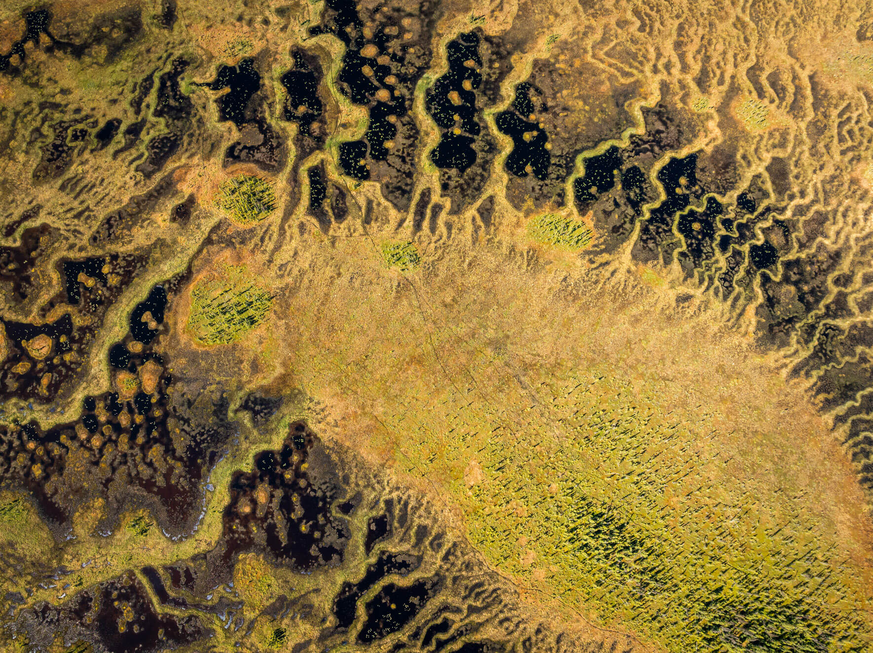 Talkeetna’s abstract swamplands from above, revealing deep pools, green moss, and rich earthy tones