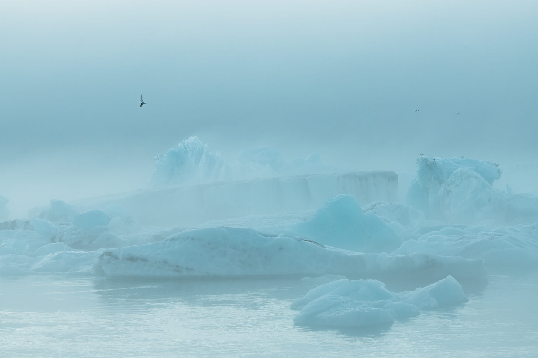 Icebergs on the Jökulsárlón glacier lagoon in fog with a seagull