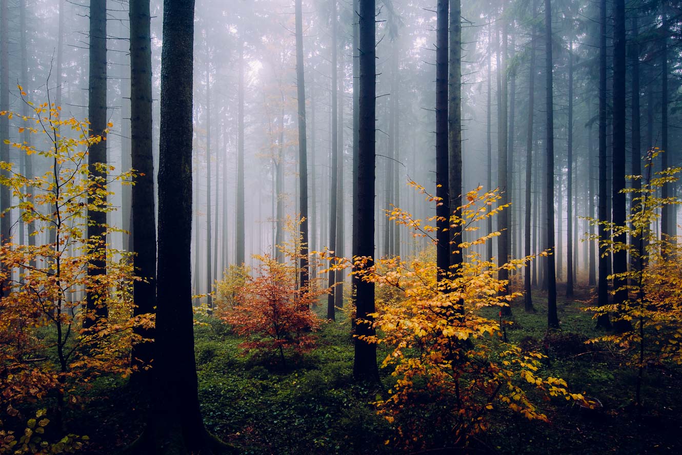 forest landscape photography