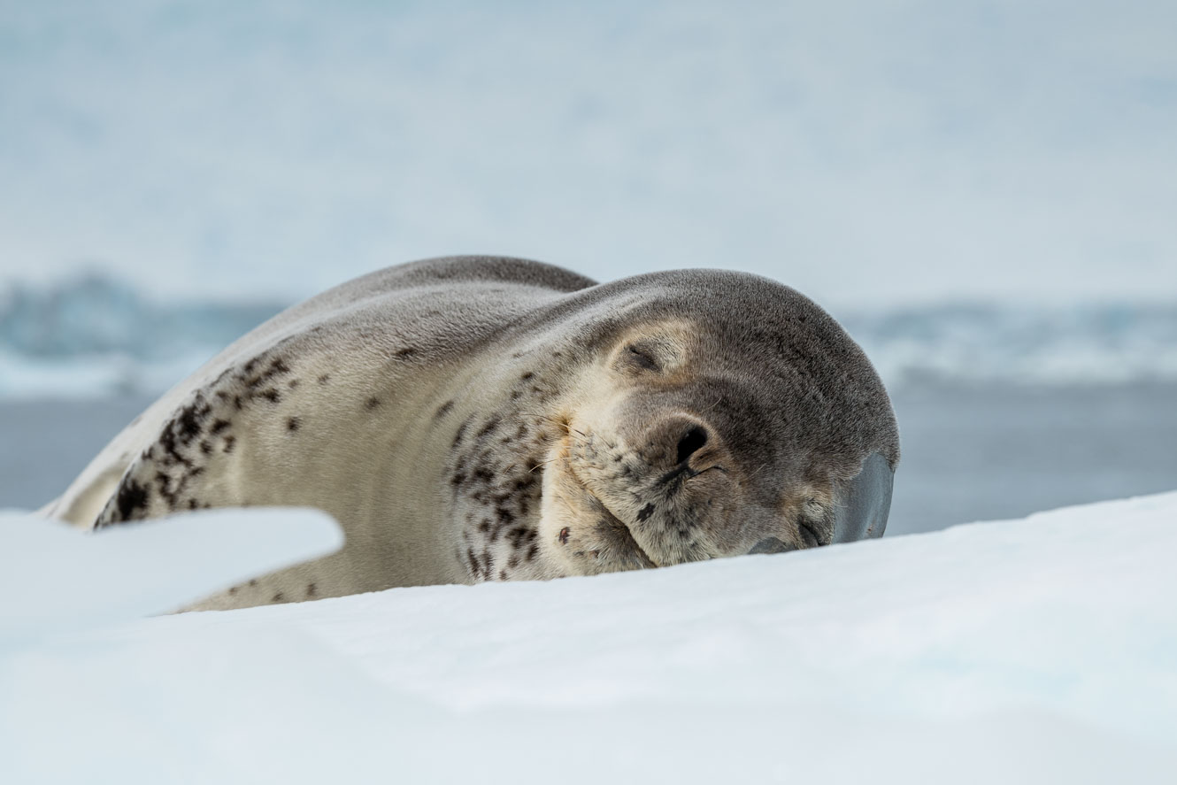 Wildlife Photography of the Polar Regions (Best of 2020)