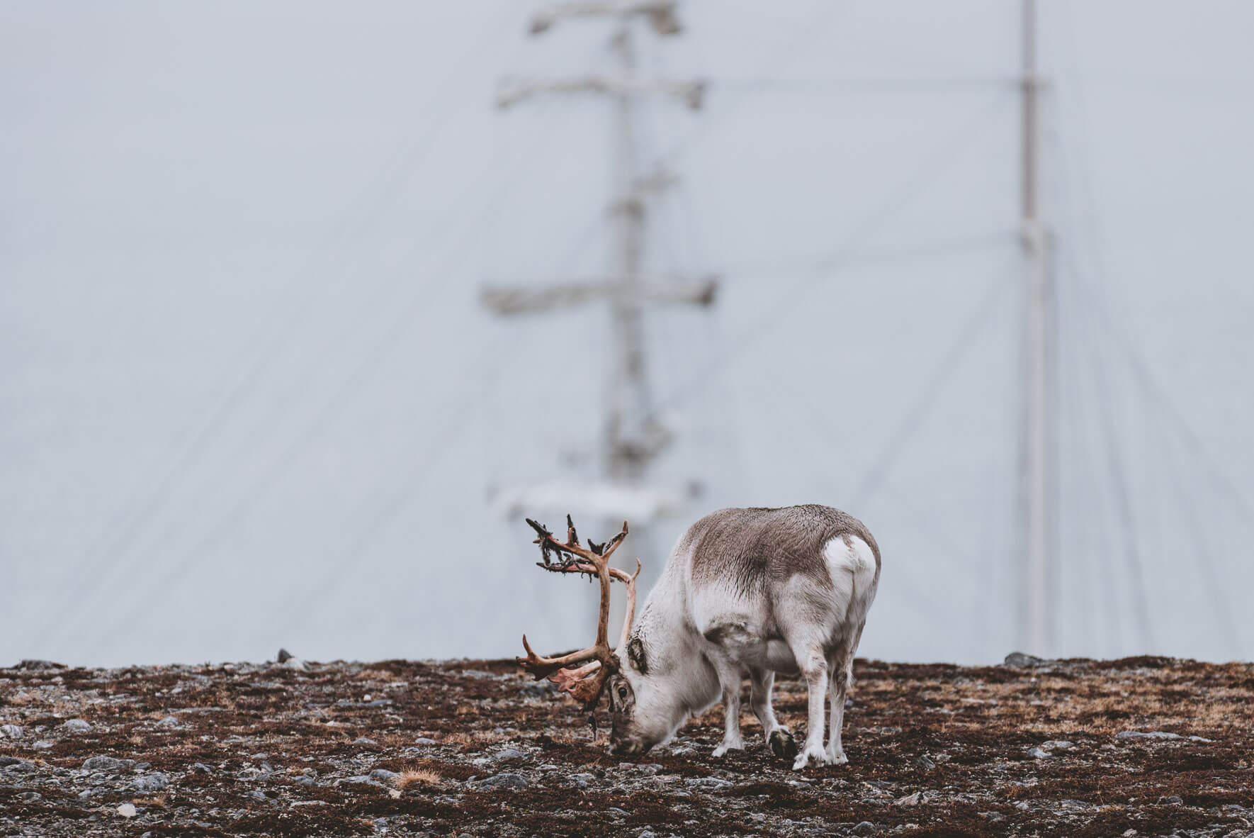 Reindeer and the sails of Antigua in the background on Svalbard