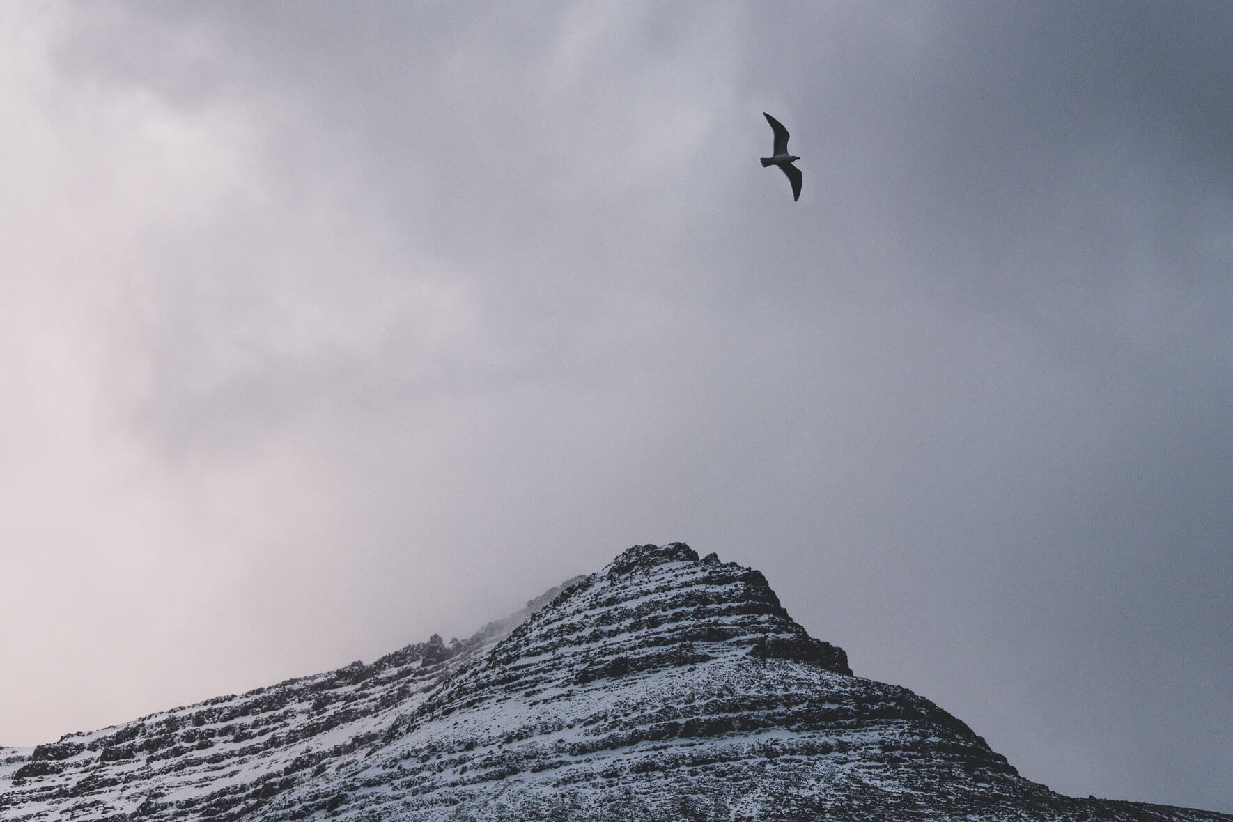 A seagull and a snowy mountain on the Faroe Islands