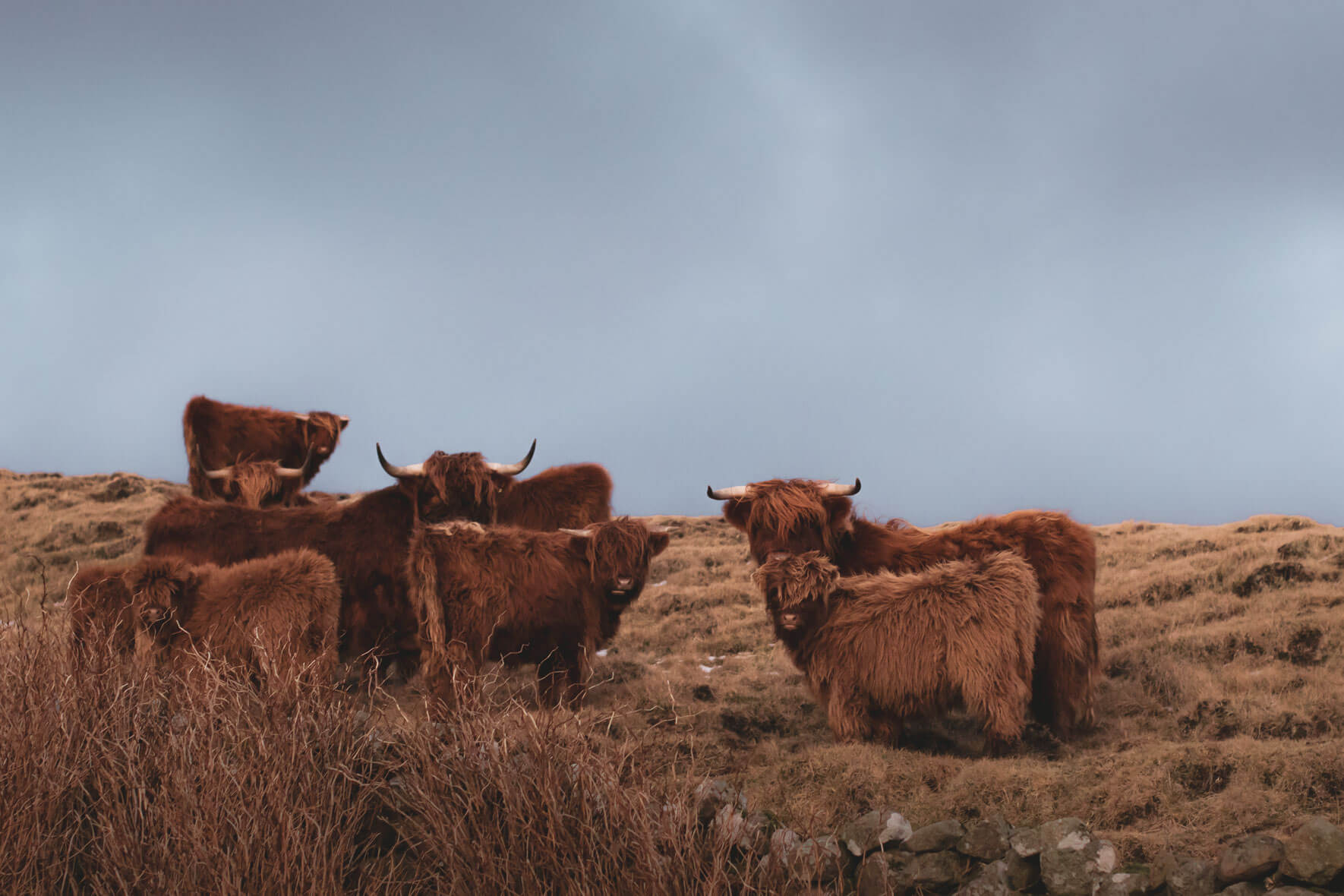 Scottish Highland cows in the Faroe Islands