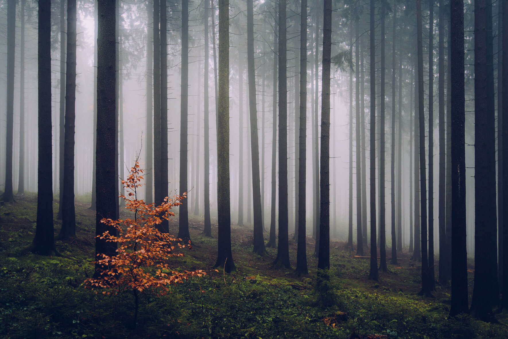 forest landscape photography