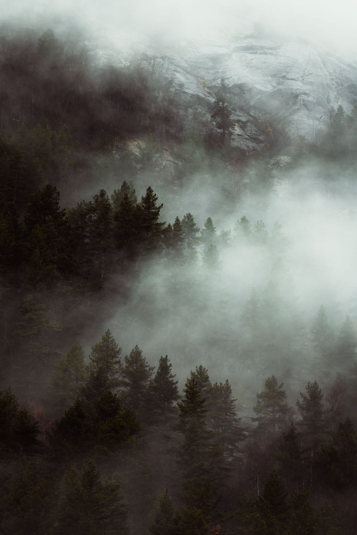 Dark and moody forest in the clouds