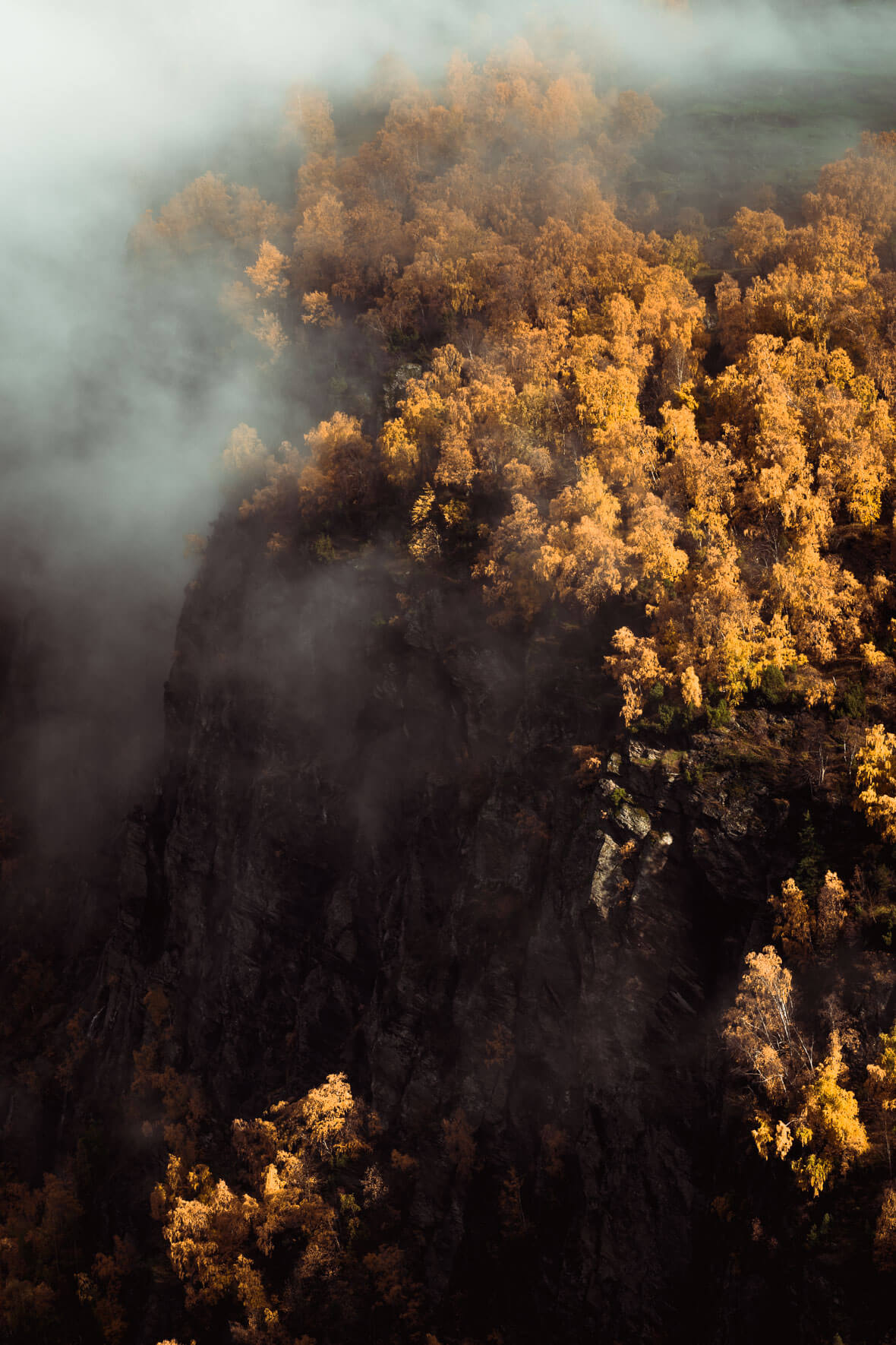 Yellow trees in autumn forest of Norway