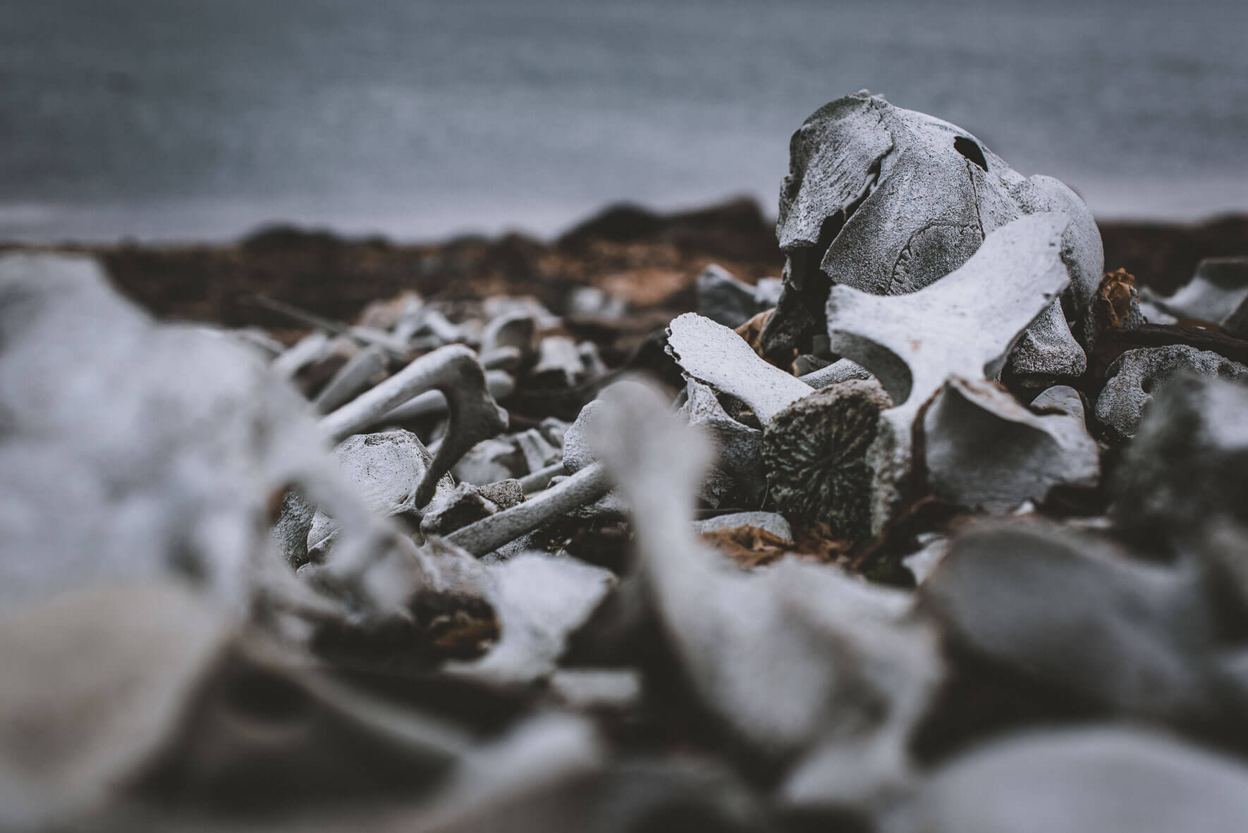 Beluga whale bones from the times of whaling (Bamsebu, Svalbard) in Norway